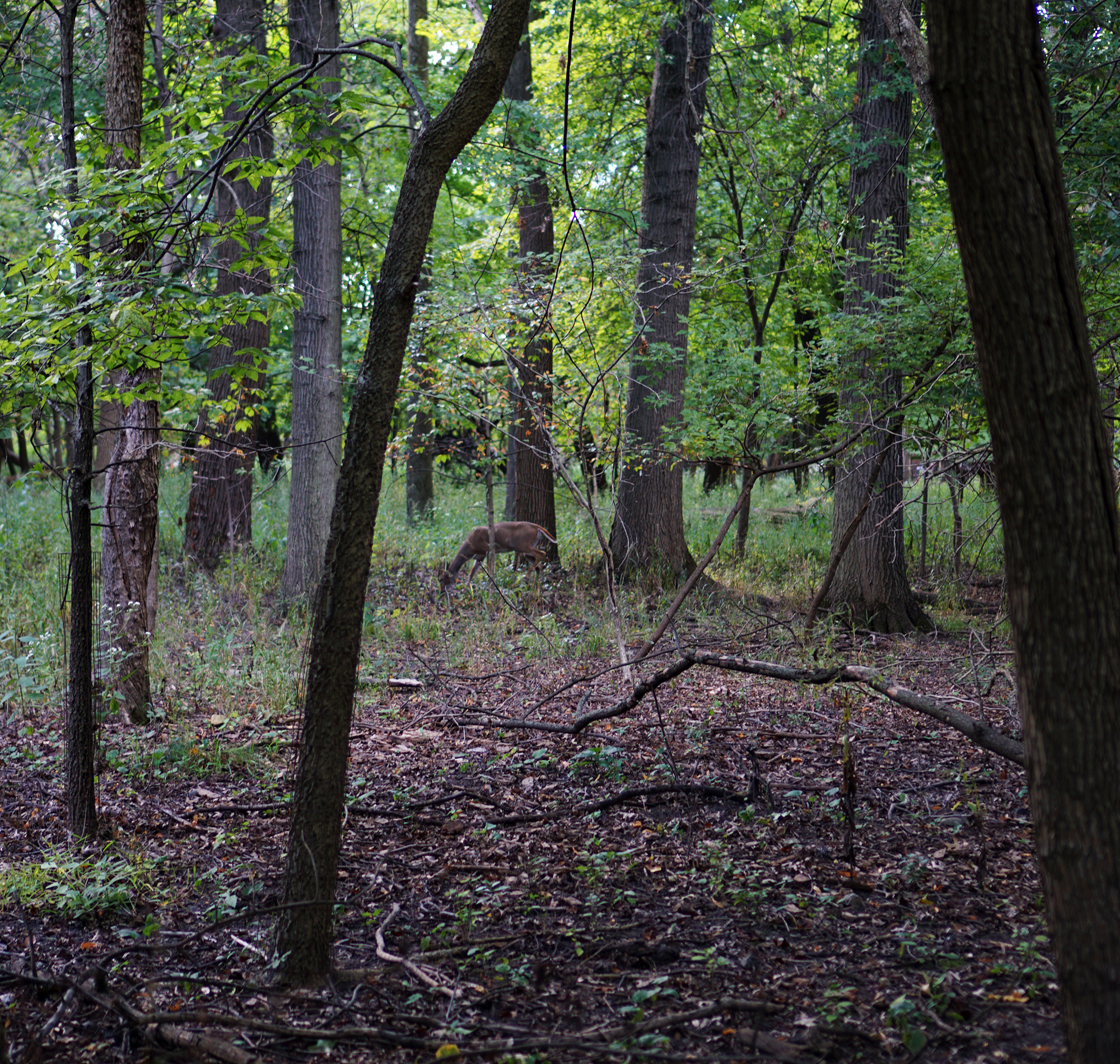 Deer eating, North Park Village Nature Center / Darker than Green