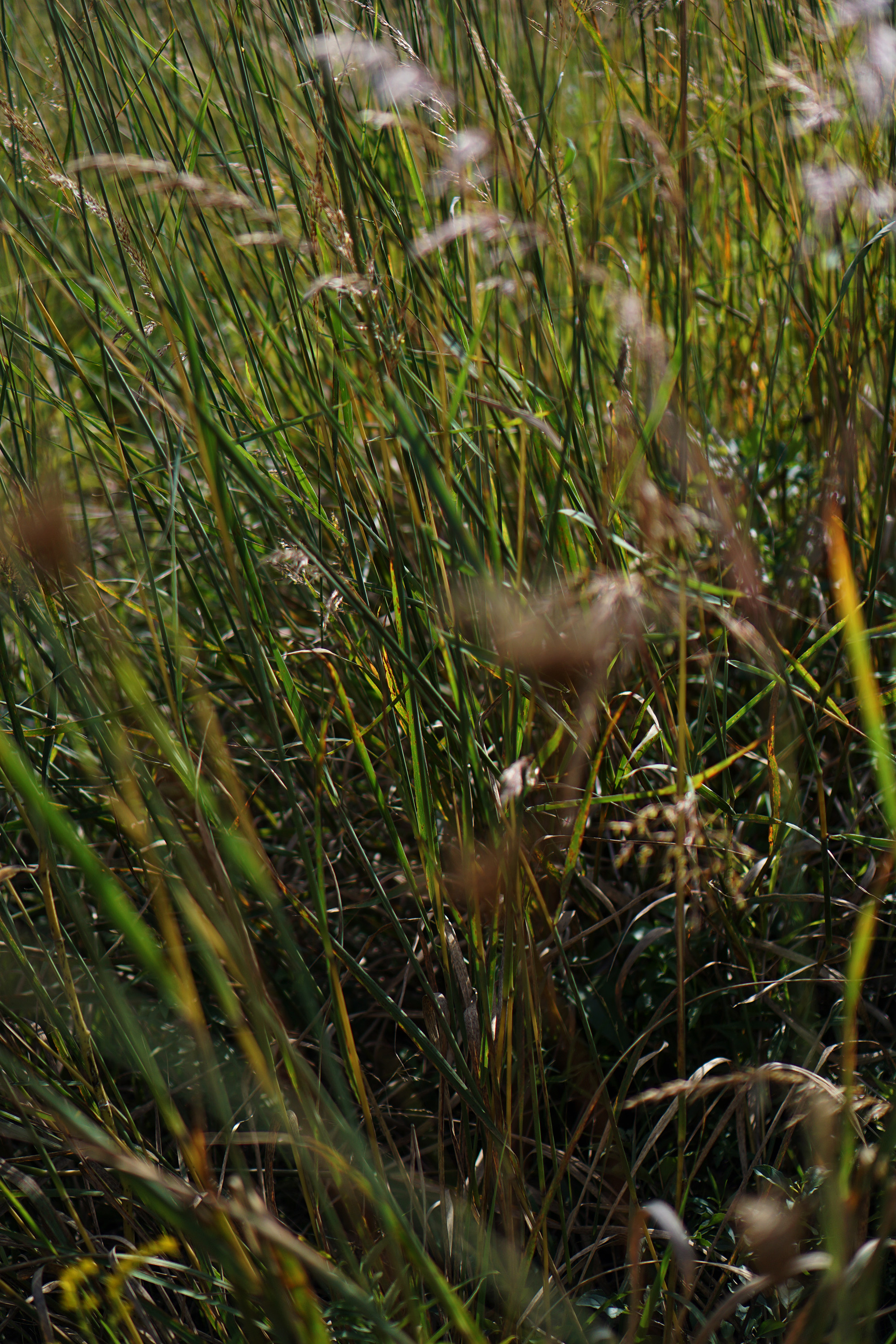 Wild grasses, North Park Village Nature Center / Darker than Green