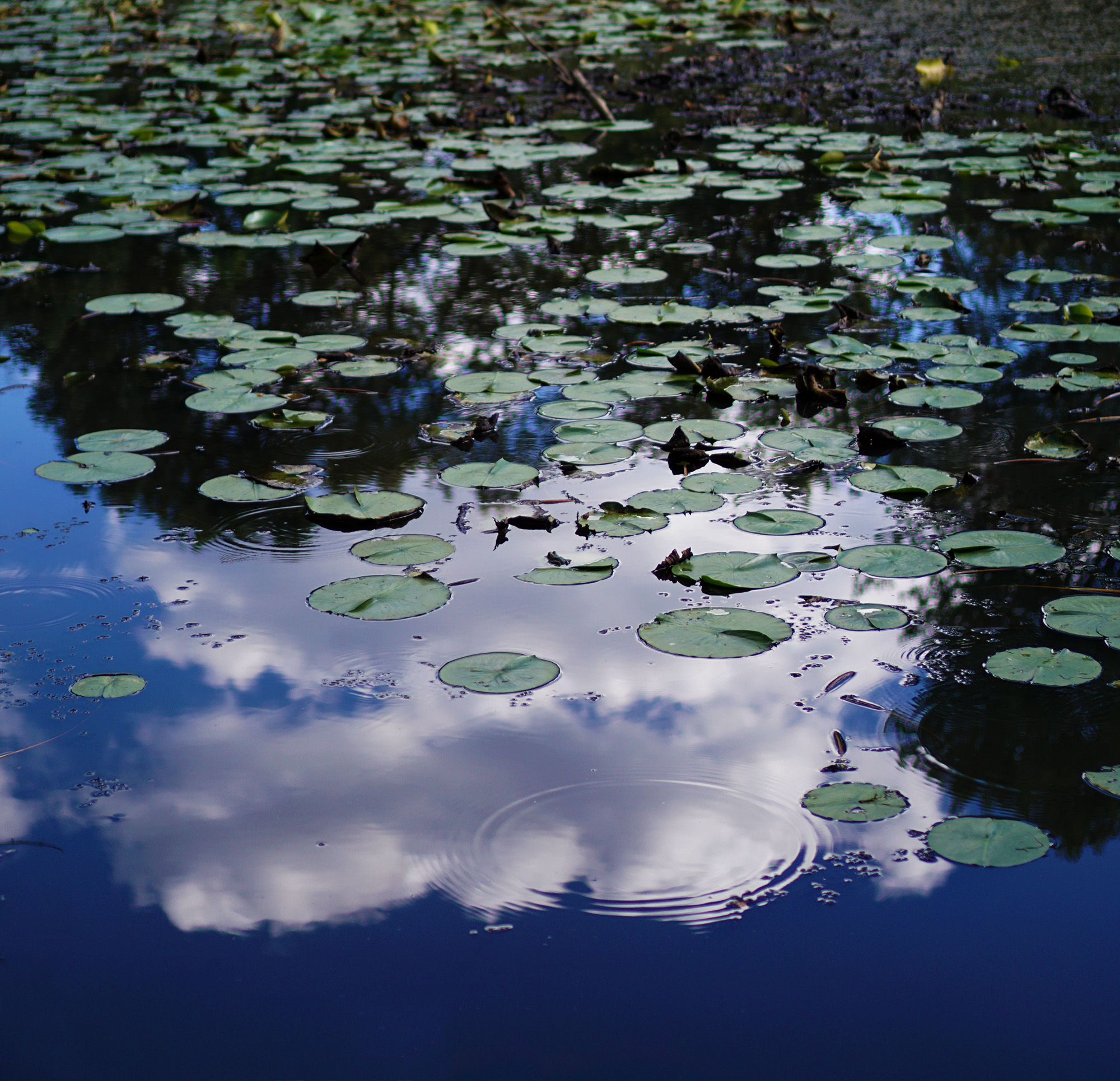 Cloud reflecting in the pond, North Park Village Nature Center / Darker than Green