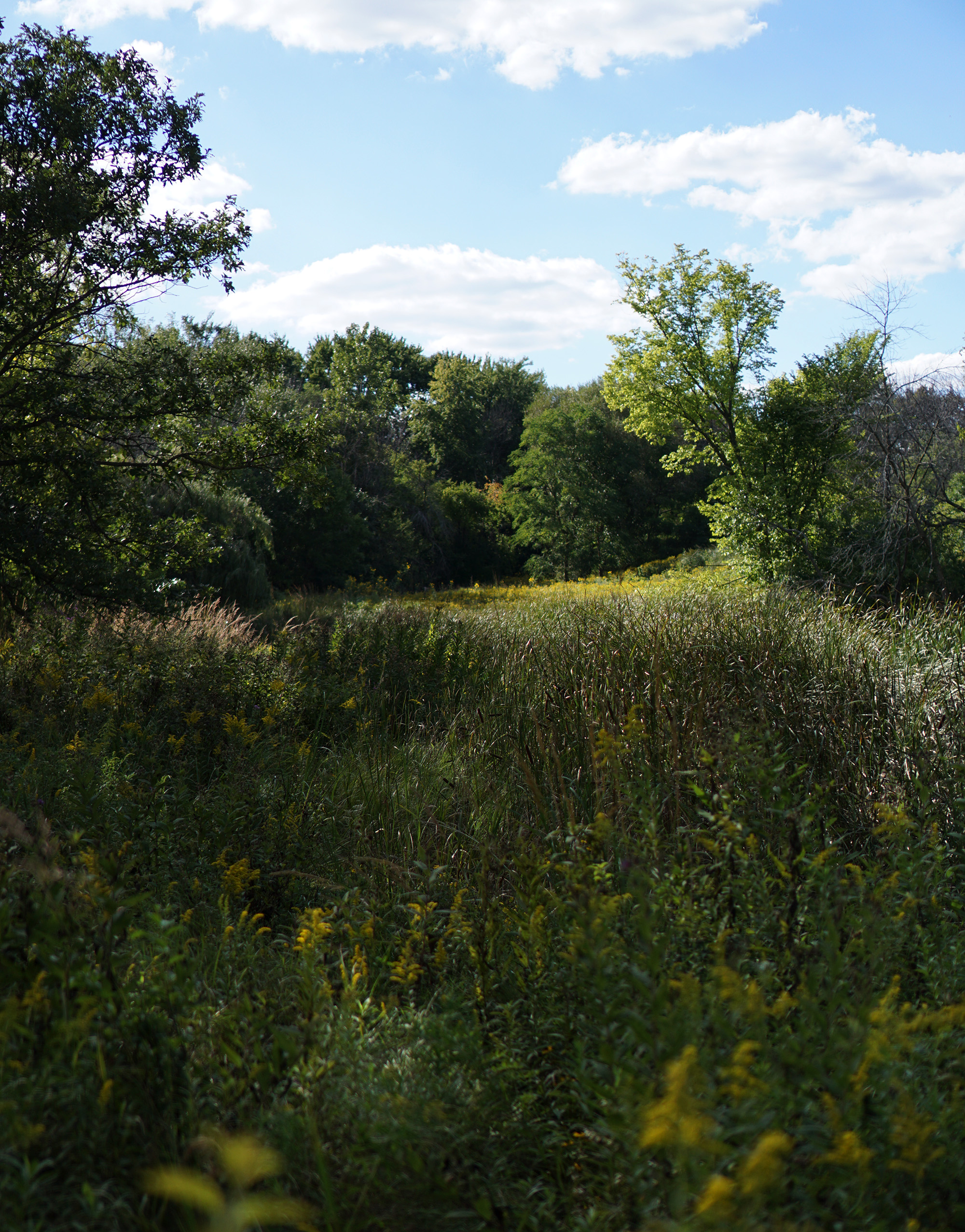 North Park Village Nature Center / Darker than Green
