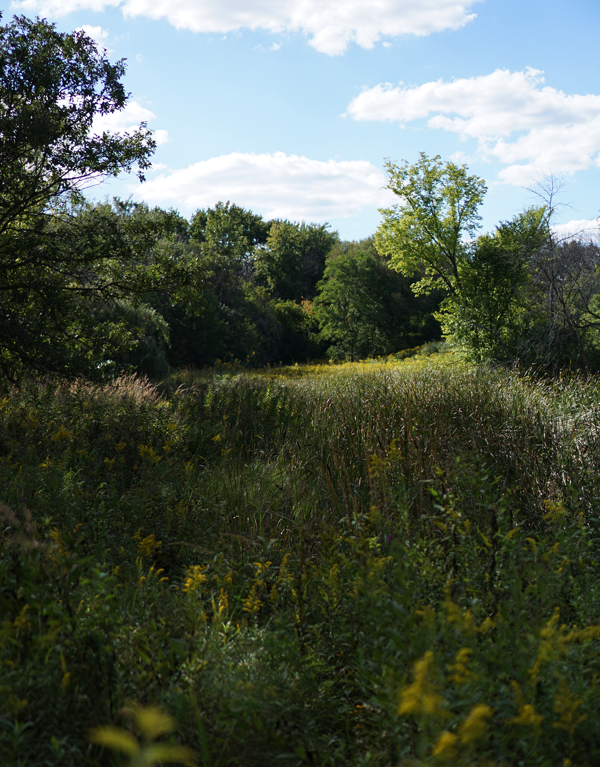 North Park Village Nature Center / Darker than Green