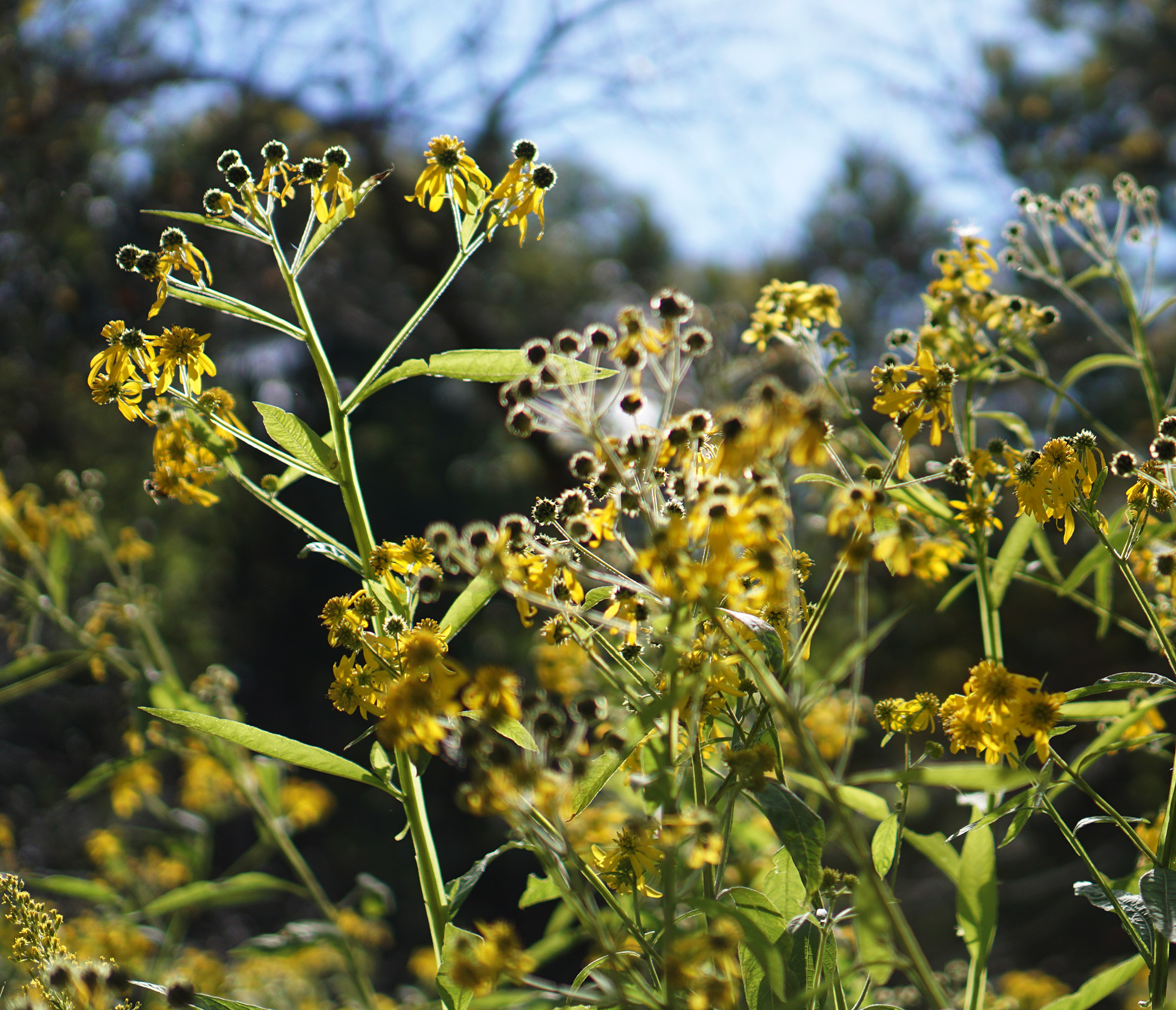 Wildflowers, North Park Village Nature Center / Darker than Green