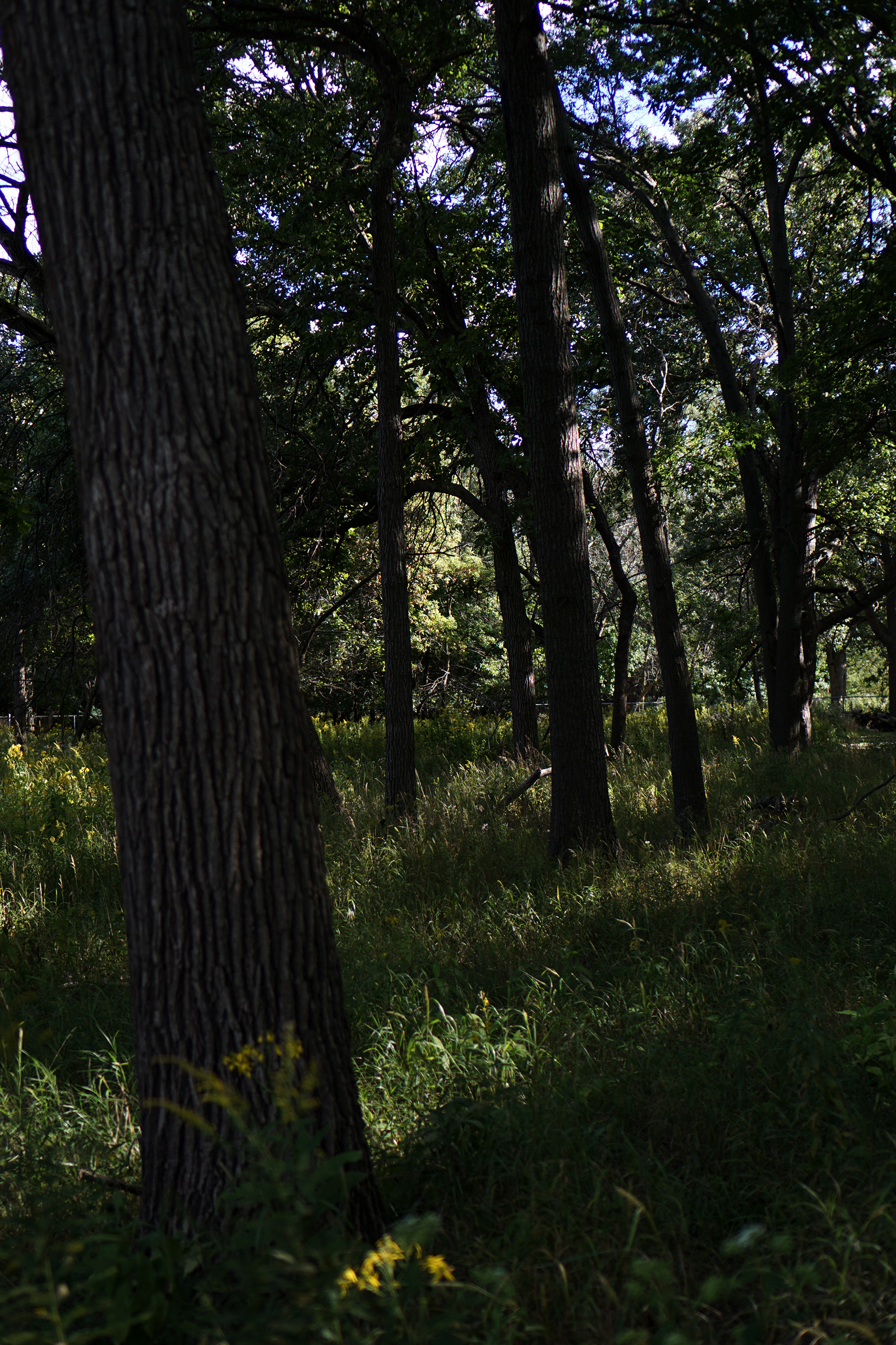 Tall trees, North Park Village Nature Center / Darker than Green