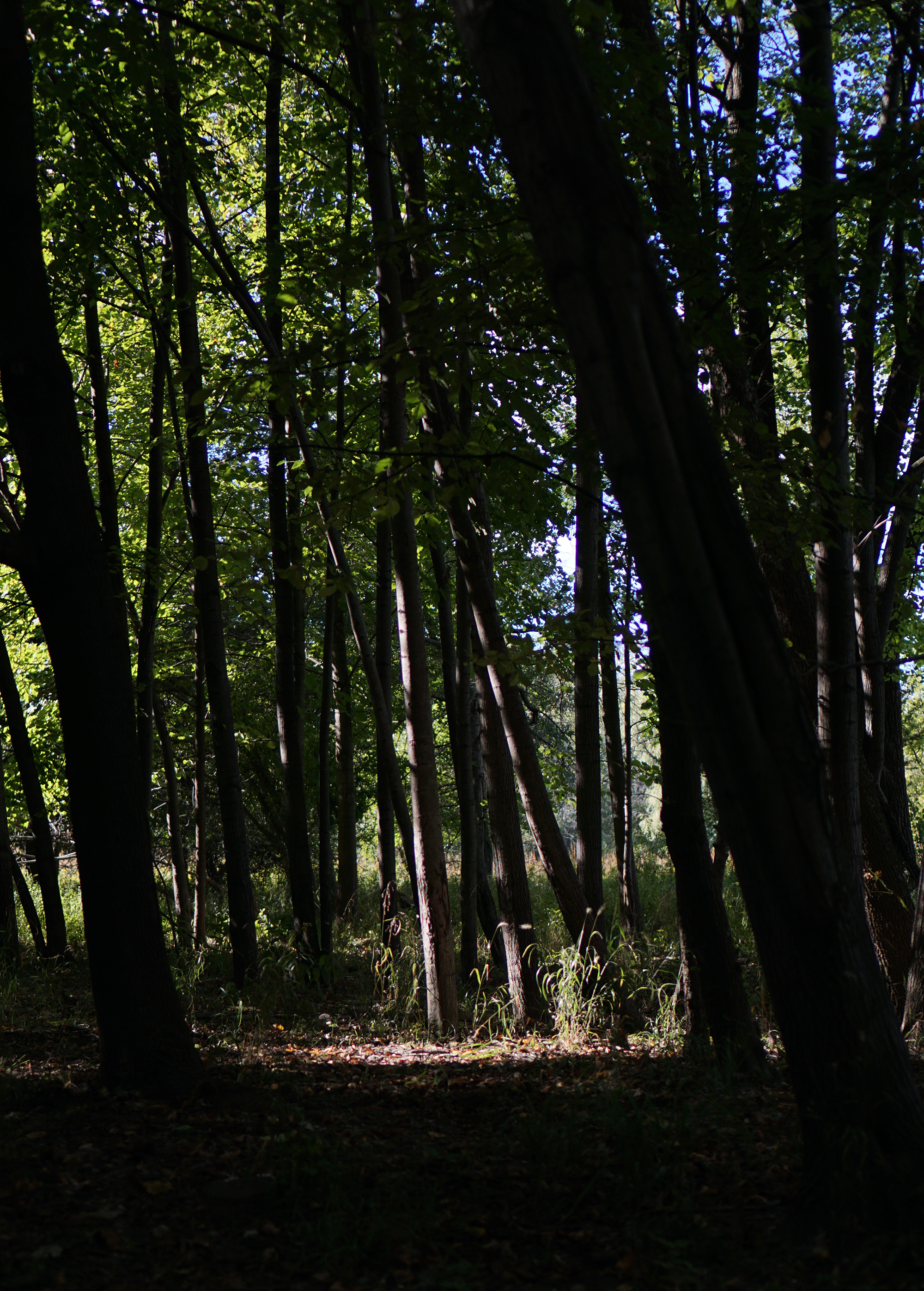 Tall trees, North Park Village Nature Center / Darker than Green