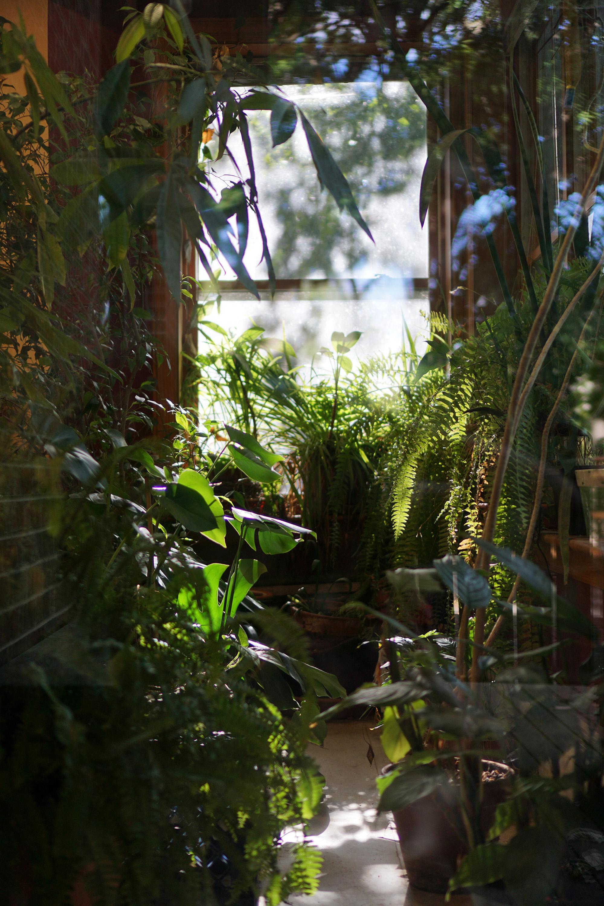 Indoor plants, North Park Village Nature Center / Darker than Green