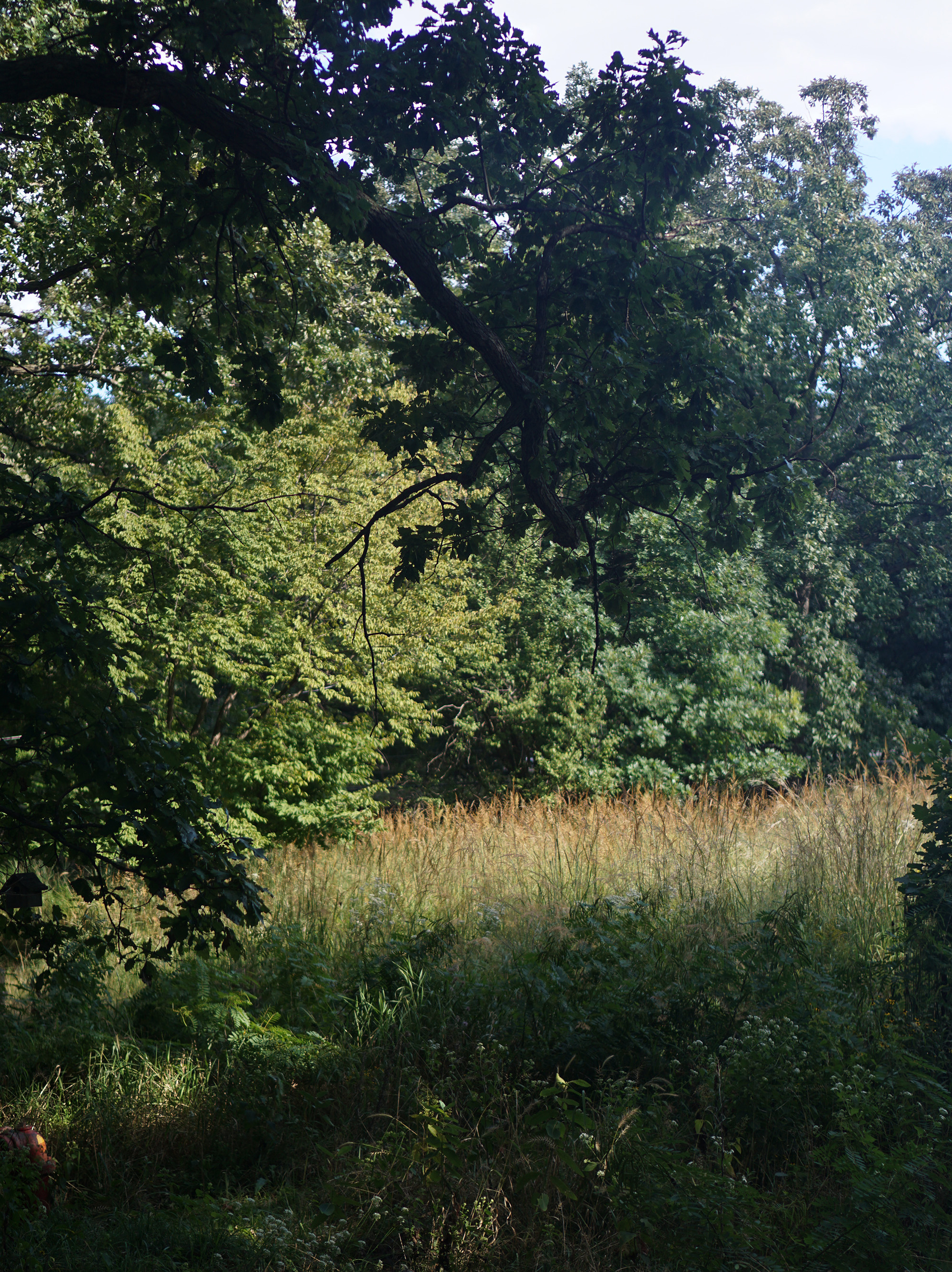 North Park Village Nature Center / Darker than Green