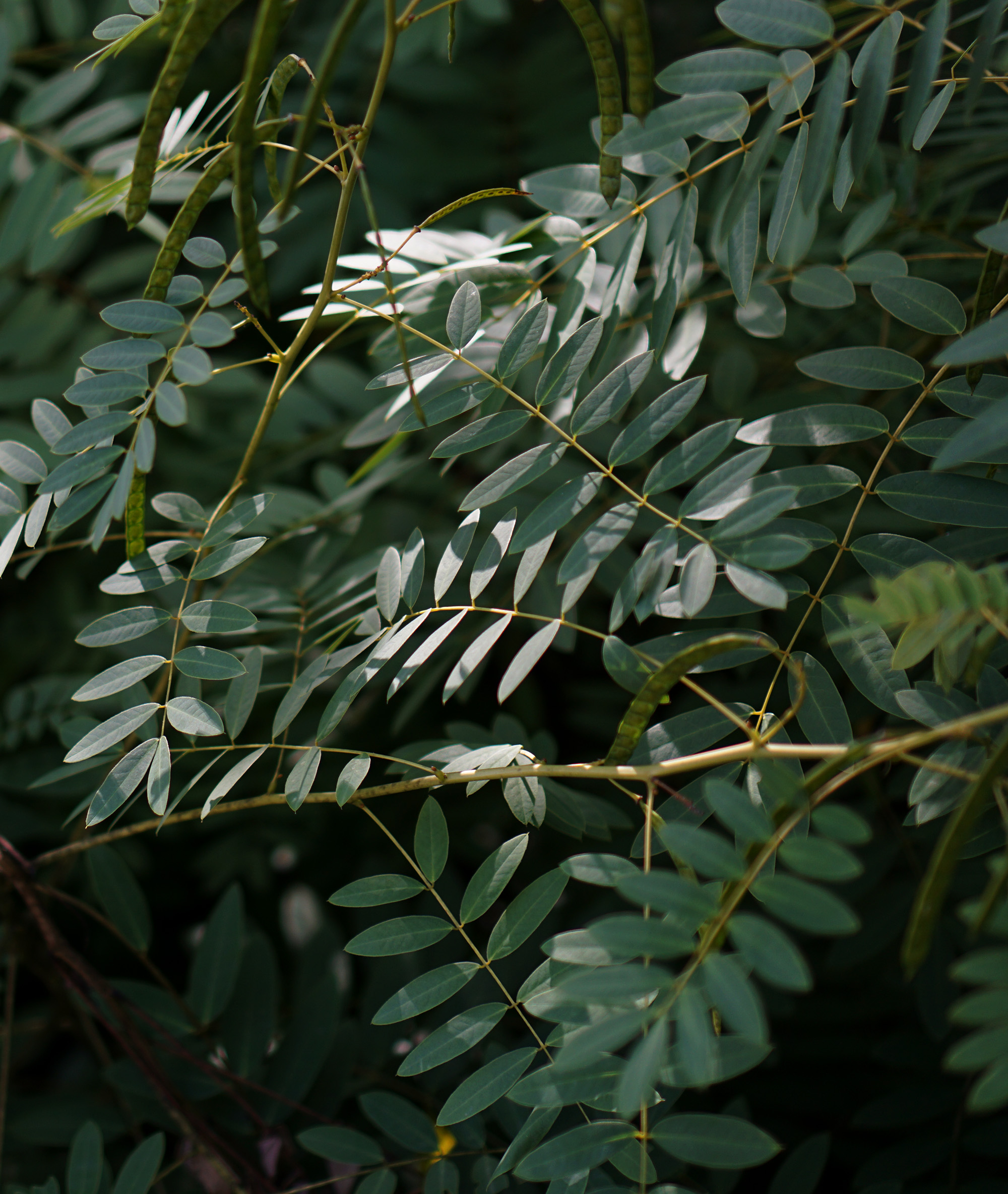 Black locust leaves, North Park Village Nature Center / Darker than Green