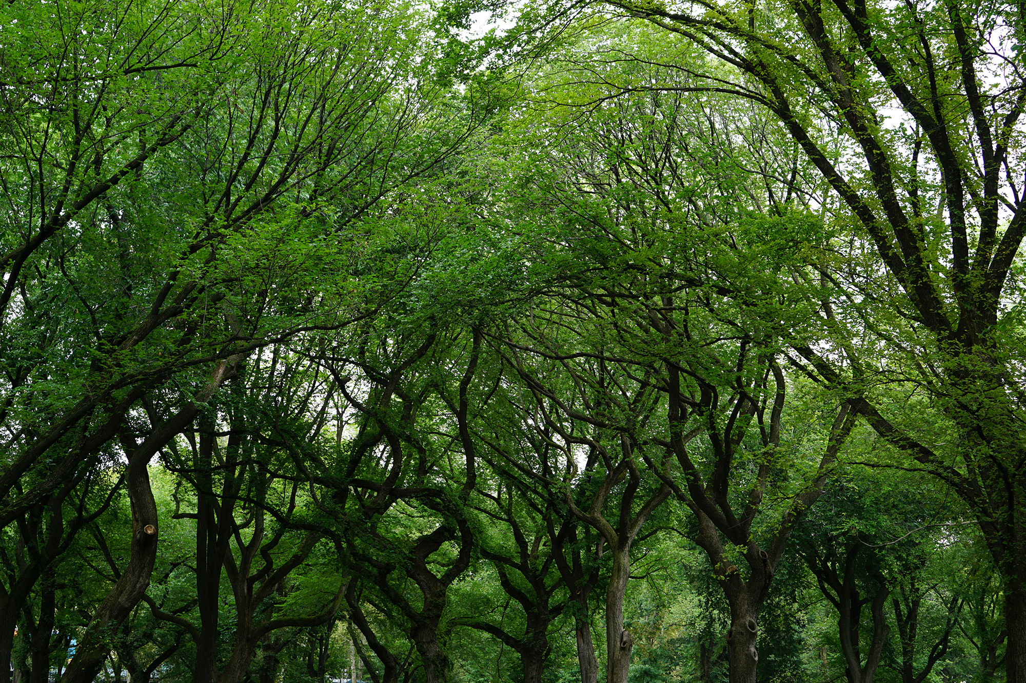 Central Park, New York City / Darker than Green