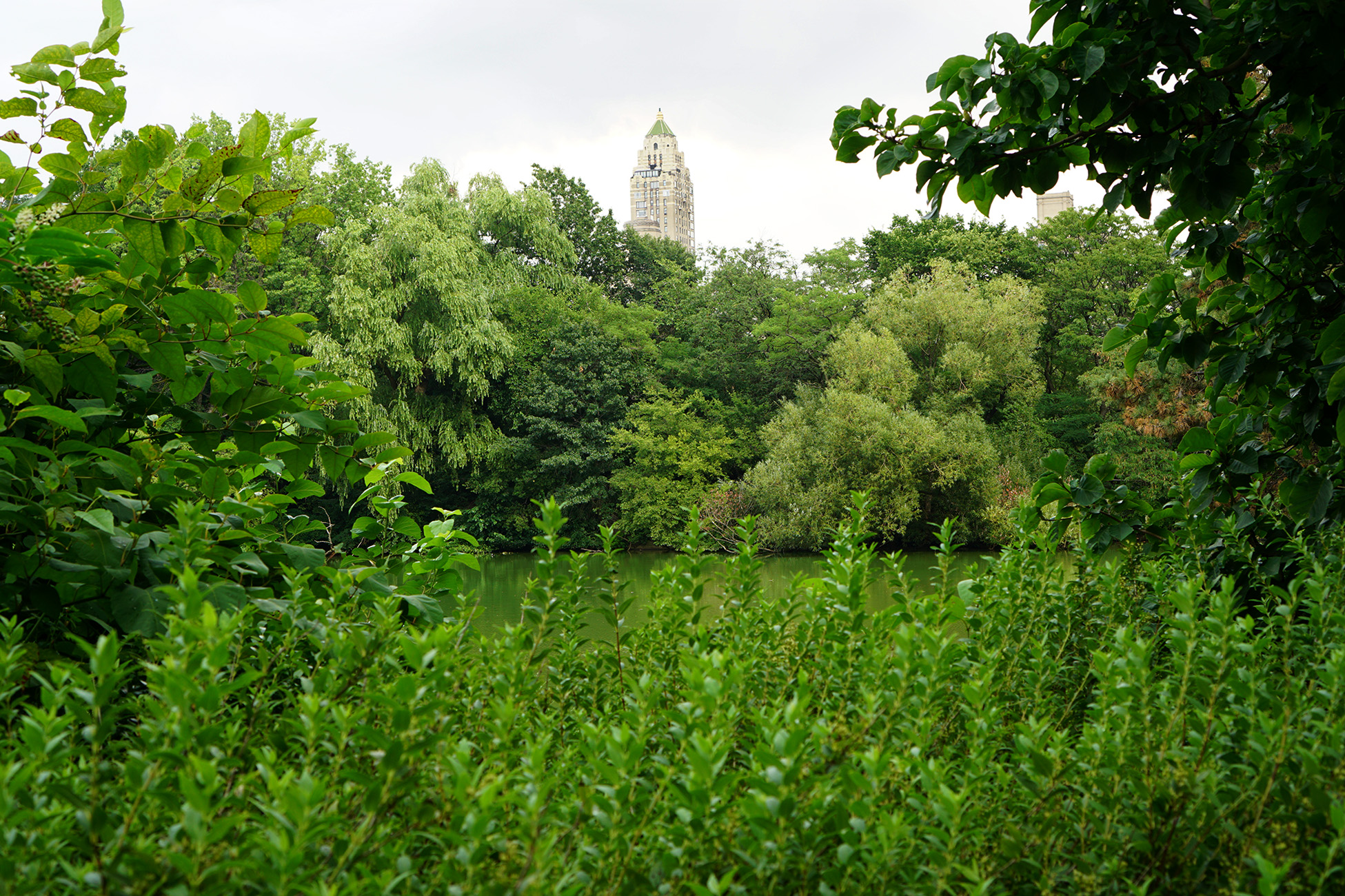 Central Park, New York City / Darker than Green