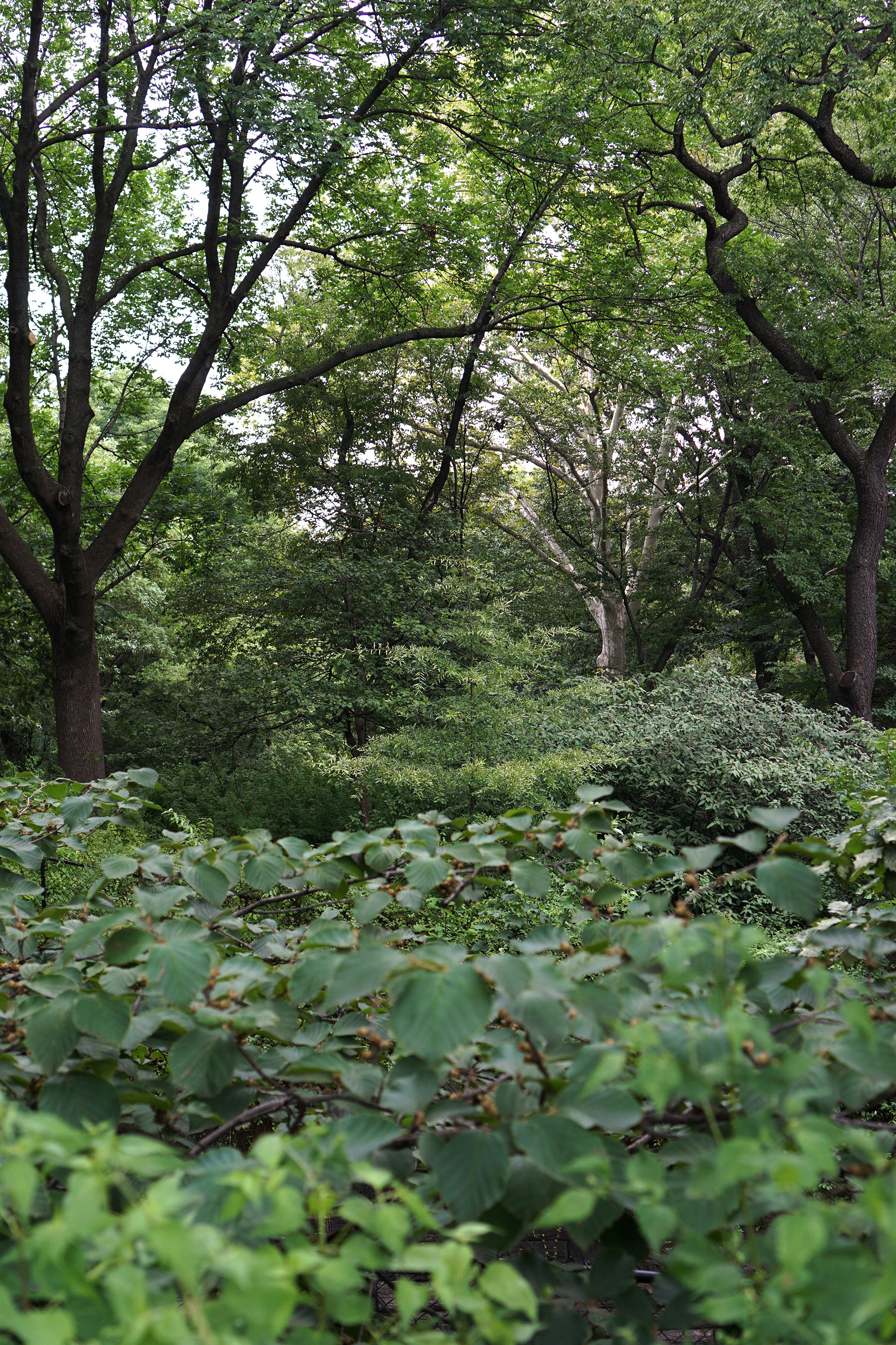 The Ramble, Central Park, New York City / Darker than Green