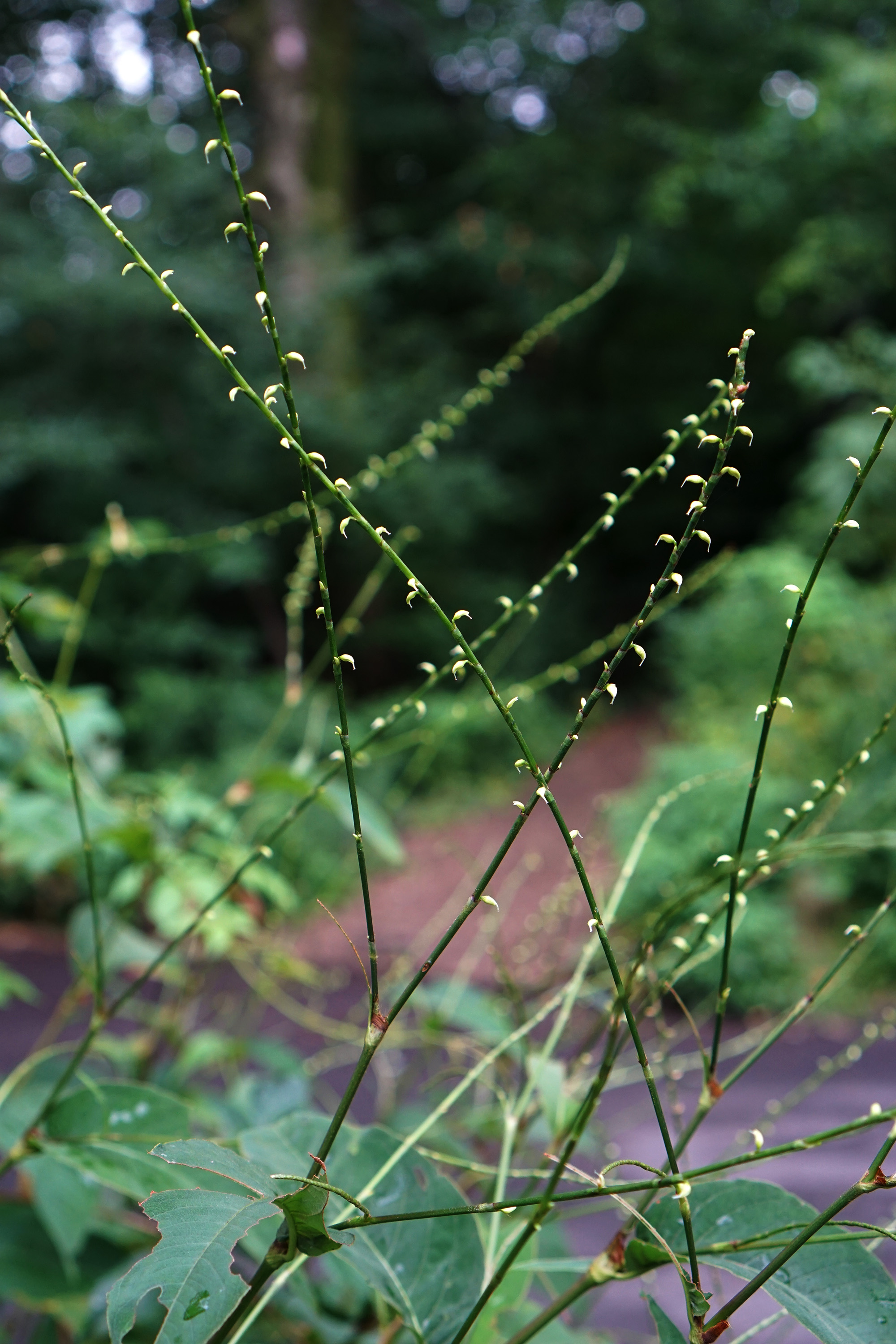 The Ramble, Central Park, New York City / Darker than Green