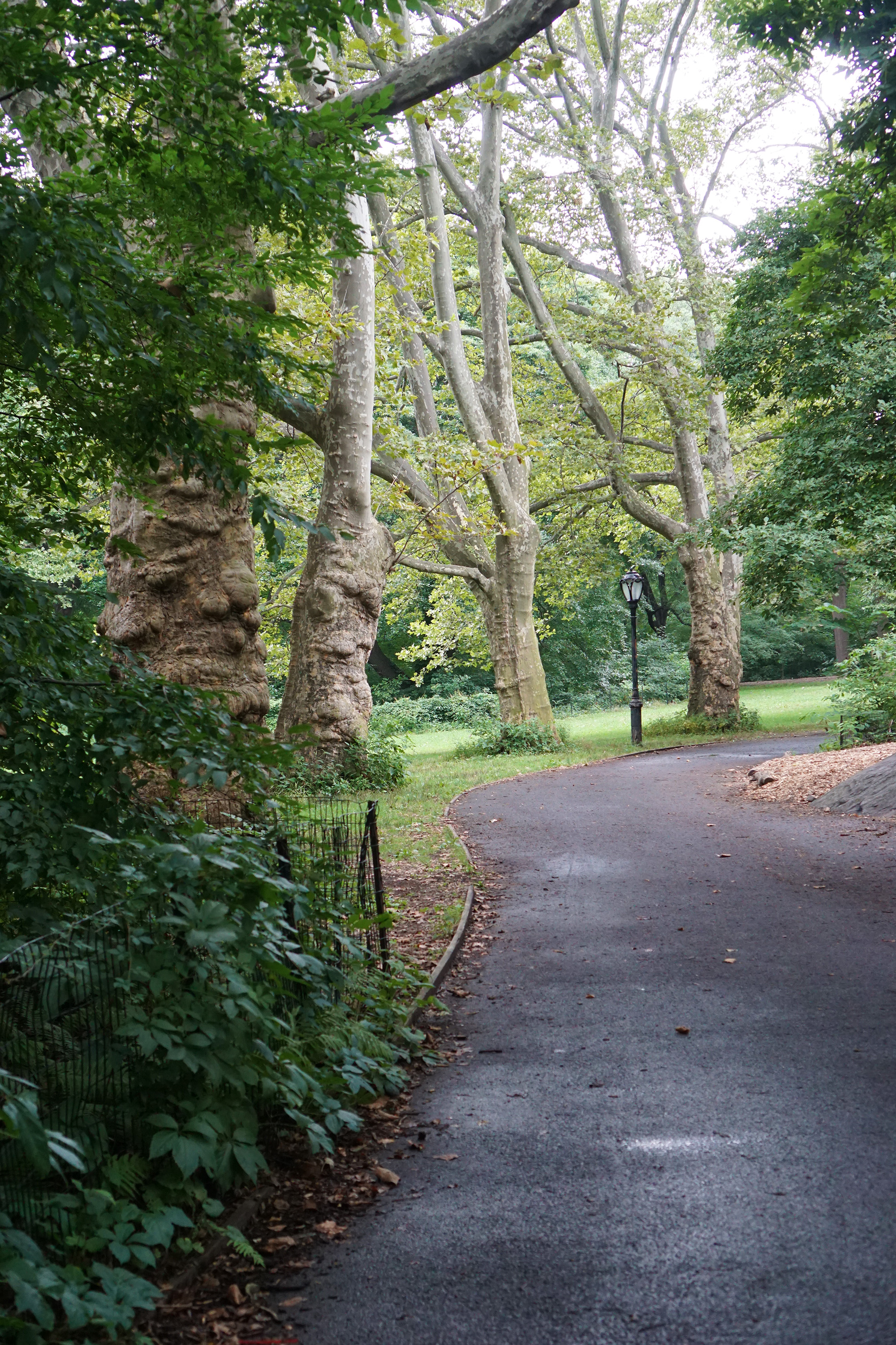 Iphigene's Walk, Central Park, New York City / Darker than Green