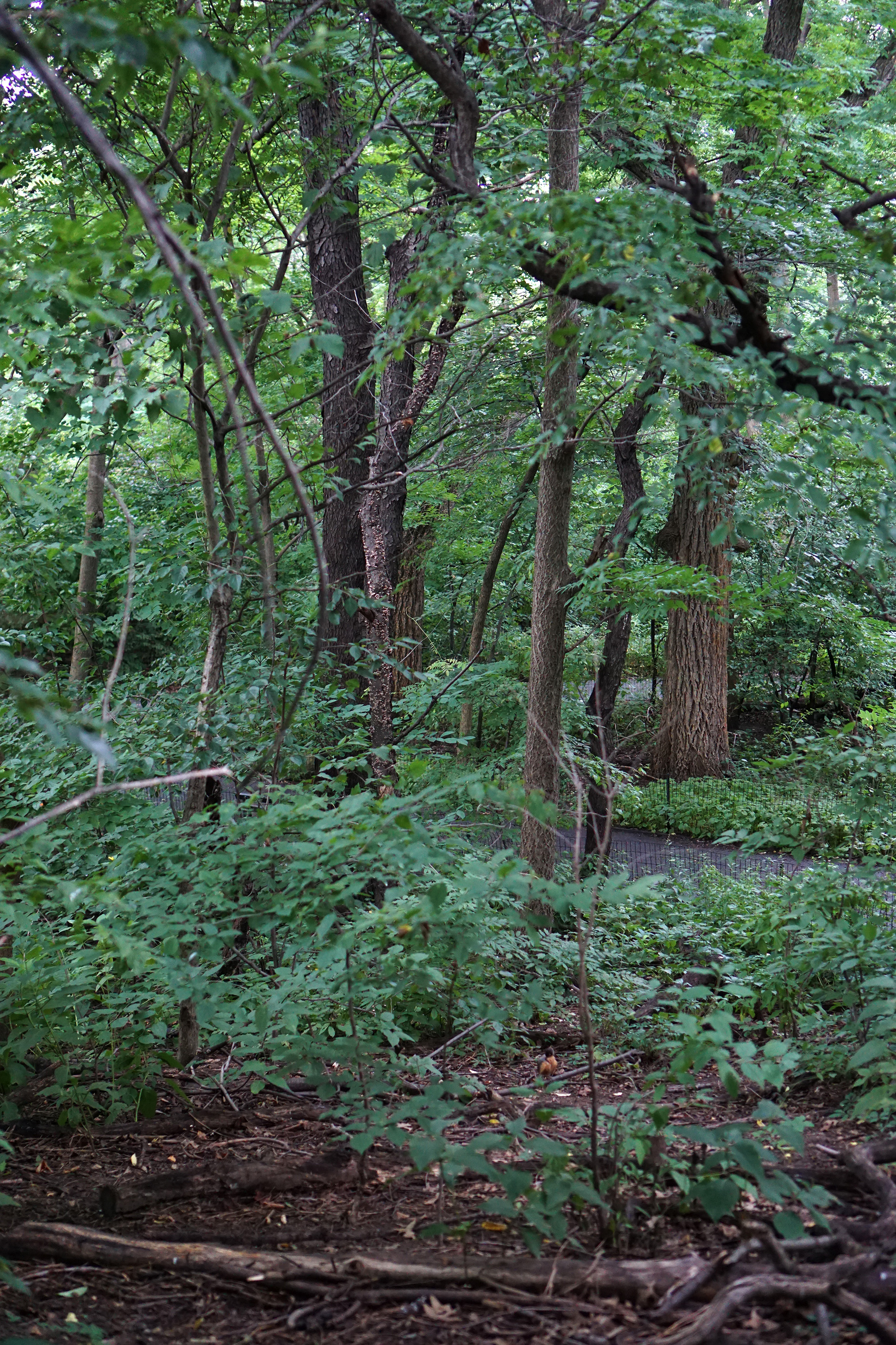 The Ramble, Central Park, New York City / Darker than Green