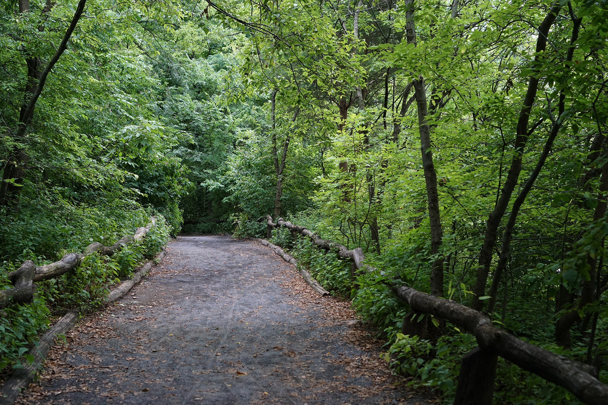 The Ramble, Central Park, New York City / Darker than Green