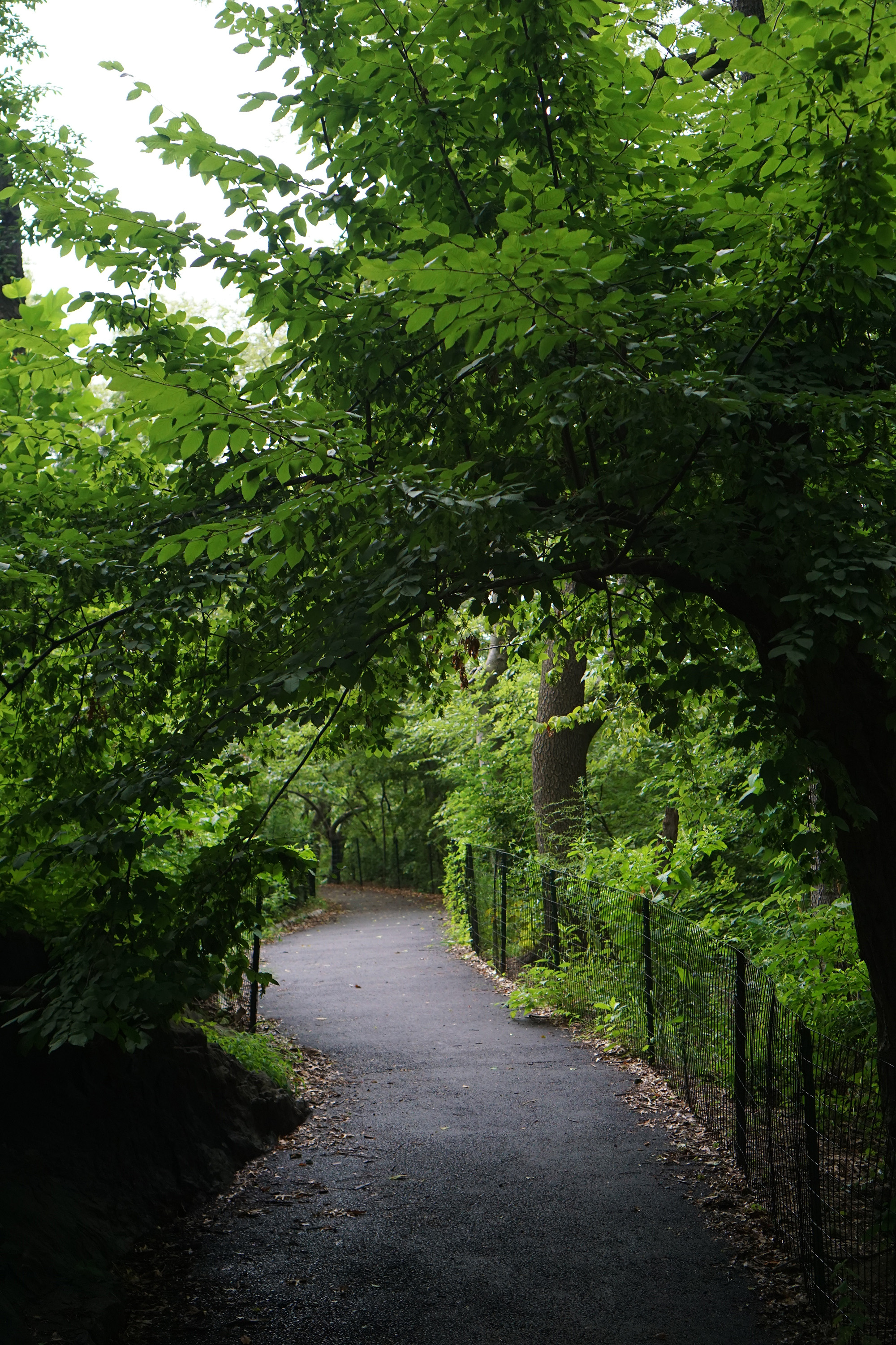 Central Park, New York City / Darker than Green