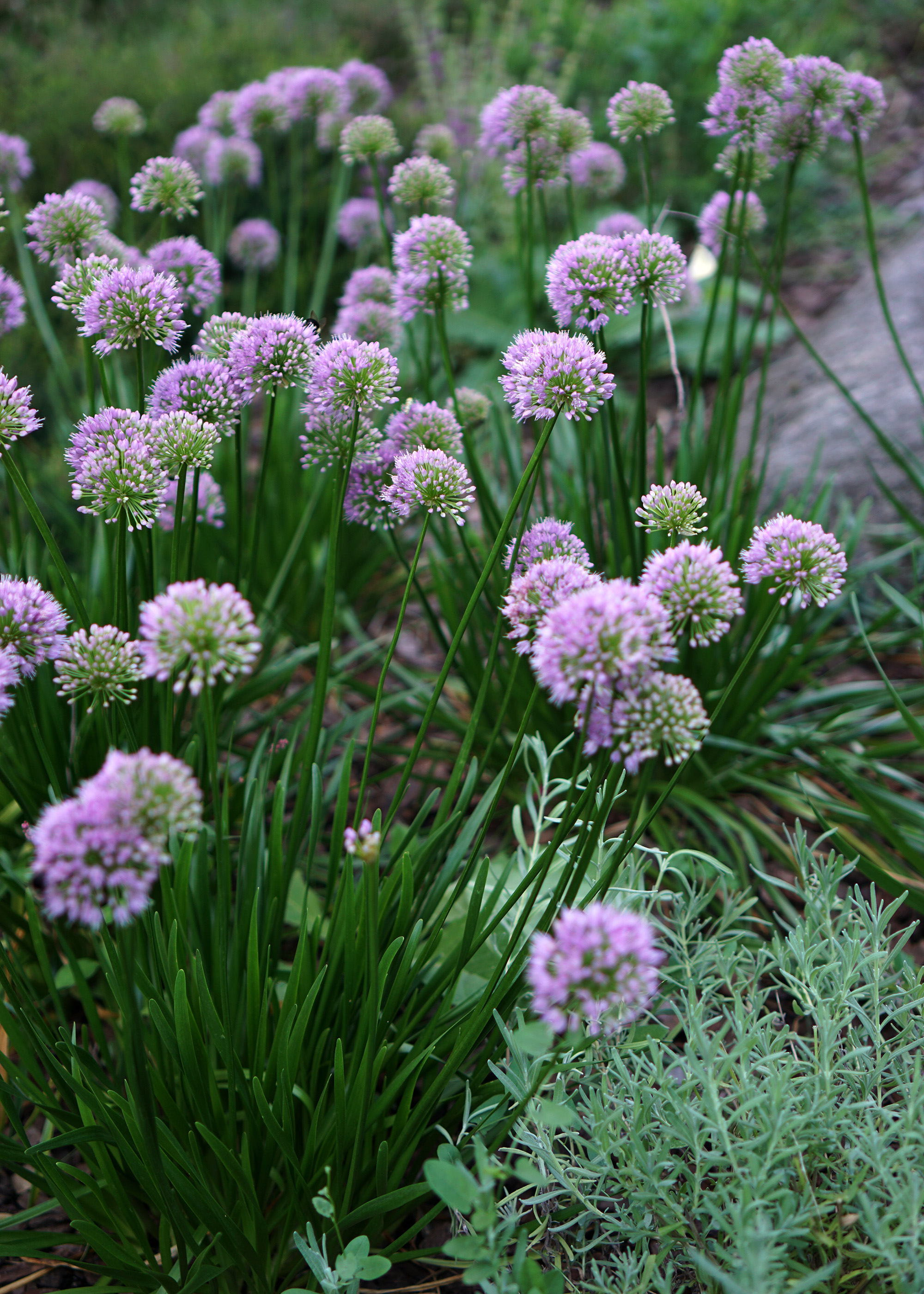 Heather Garden in Fort Tryon Park, Washington Heights, NYC / Darker than Green