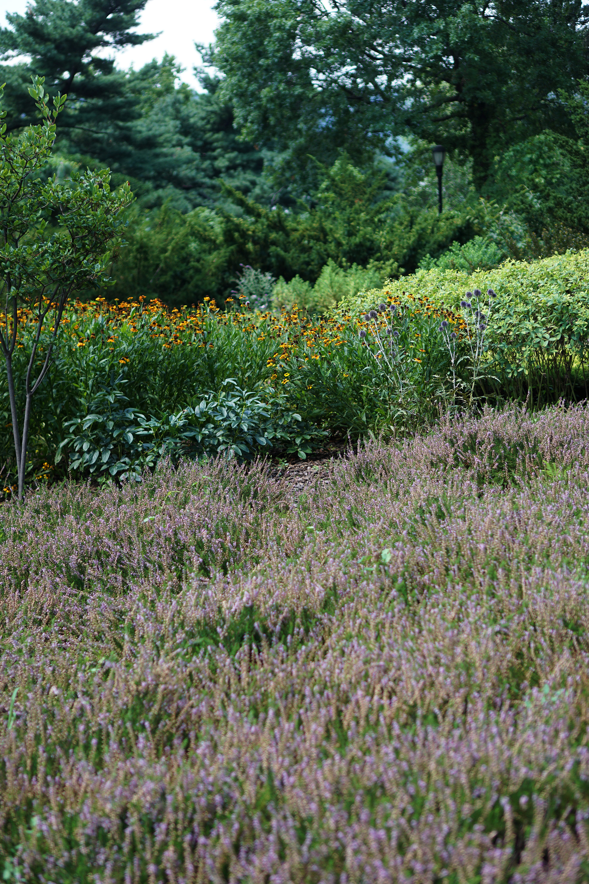 Heather Garden in Fort Tryon Park, Washington Heights, NYC / Darker than Green