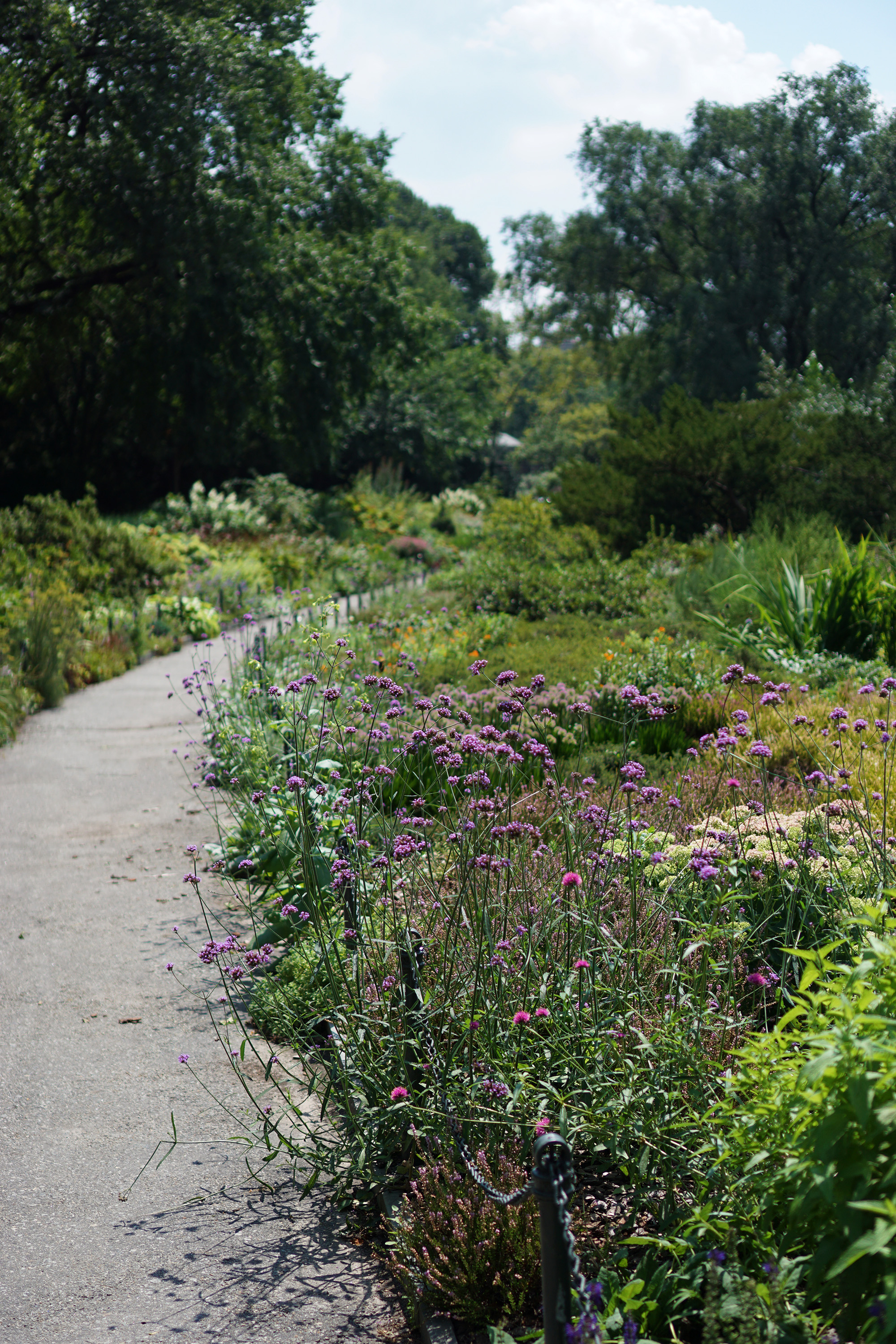 Heather Garden in Fort Tryon Park, Washington Heights, NYC / Darker than Green