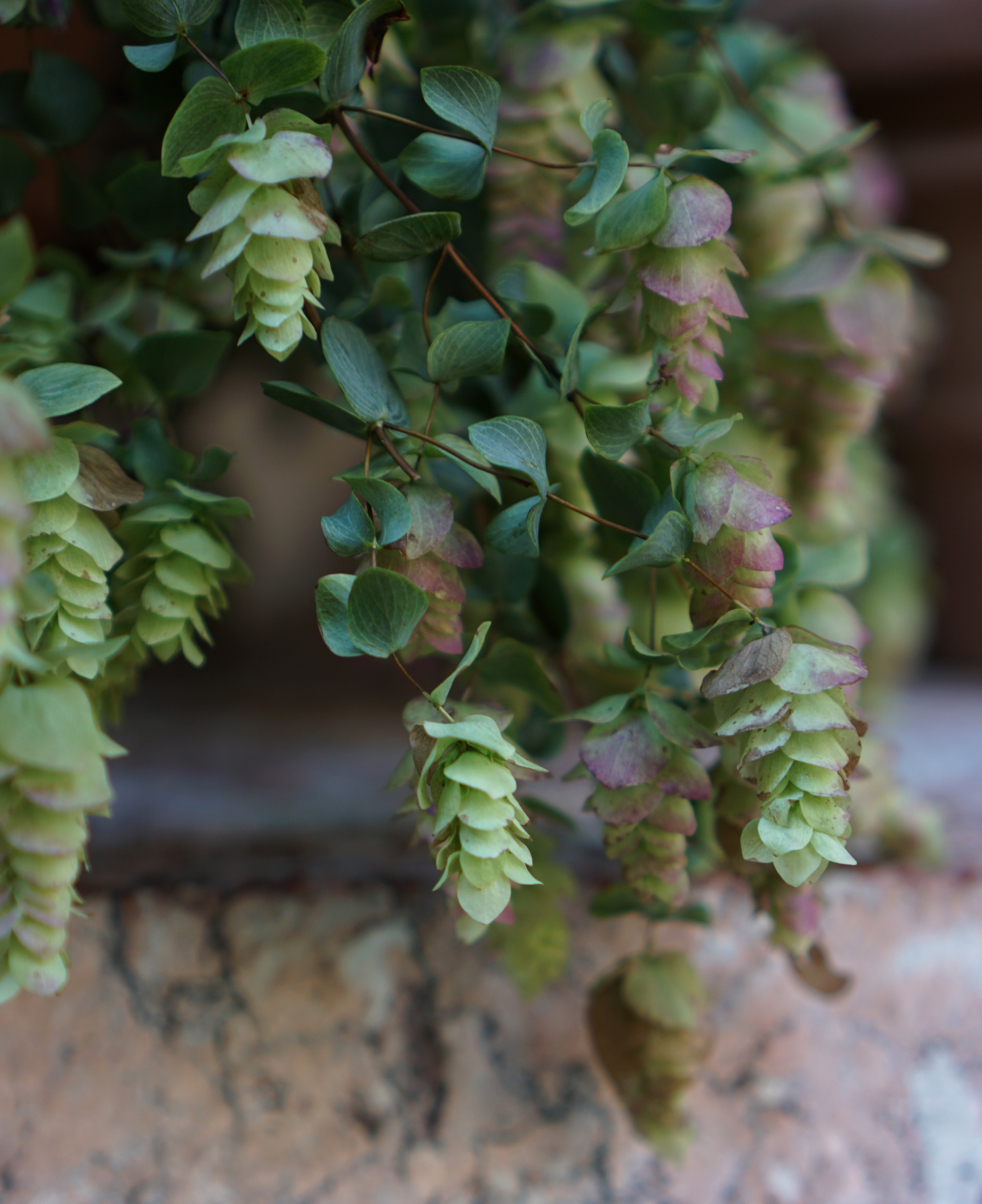 Hops in a garden at the Cloisters, New York City / Darker than Green