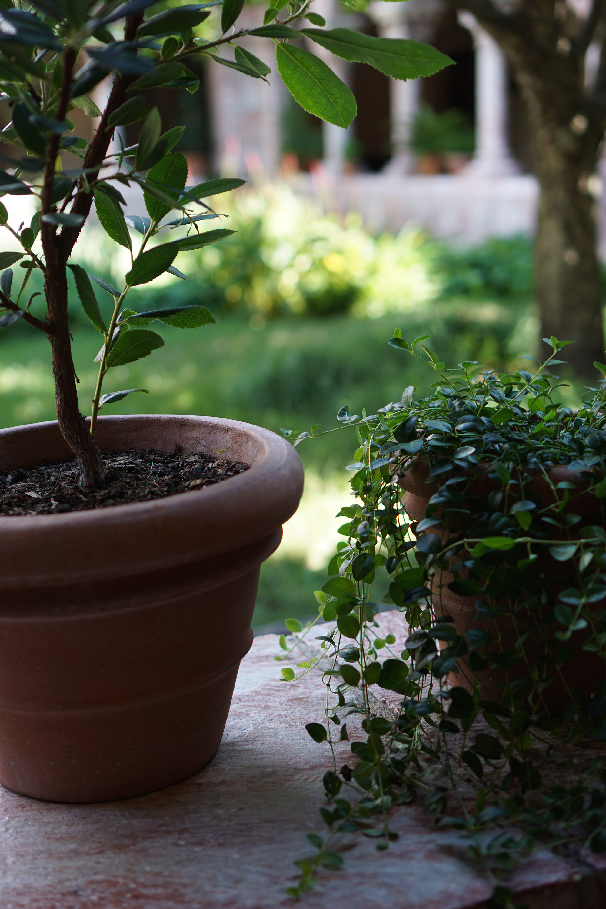 Plants at the Cloisters, New York City / Darker than Green