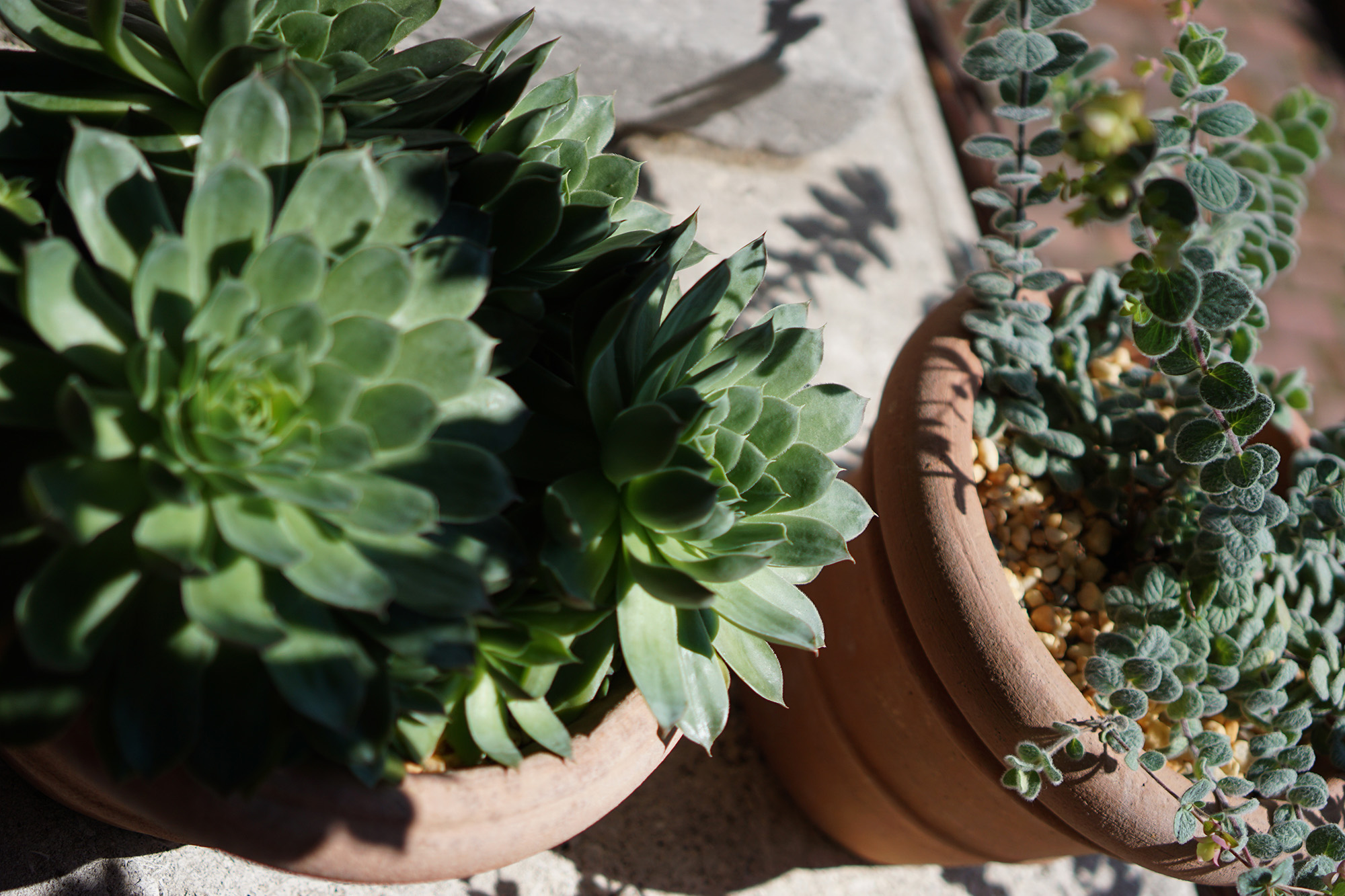 Succulents at the Cloisters, New York City / Darker than Green