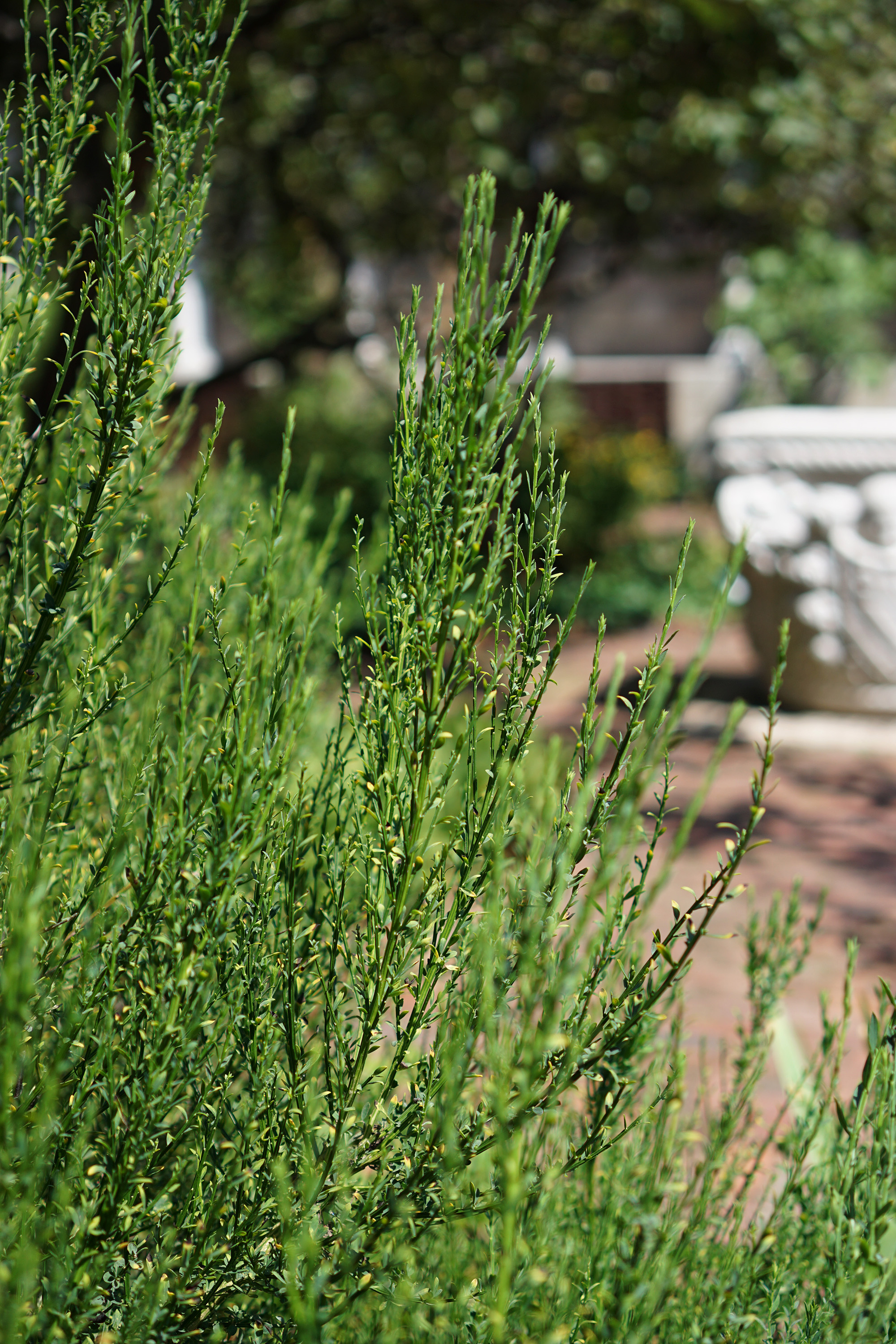 Scotch Broom (cytisus scoparium) at the Cloisters, New York City / Darker than Green