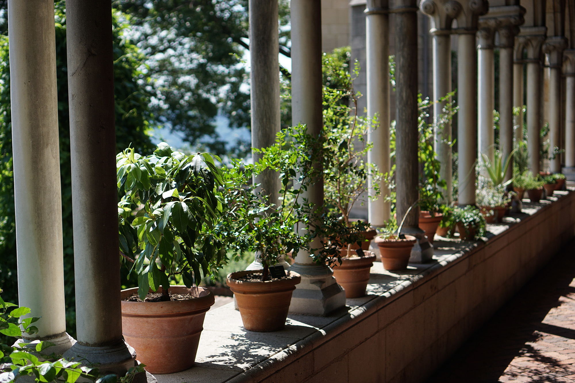 The Cloisters, New York City / Darker than Green