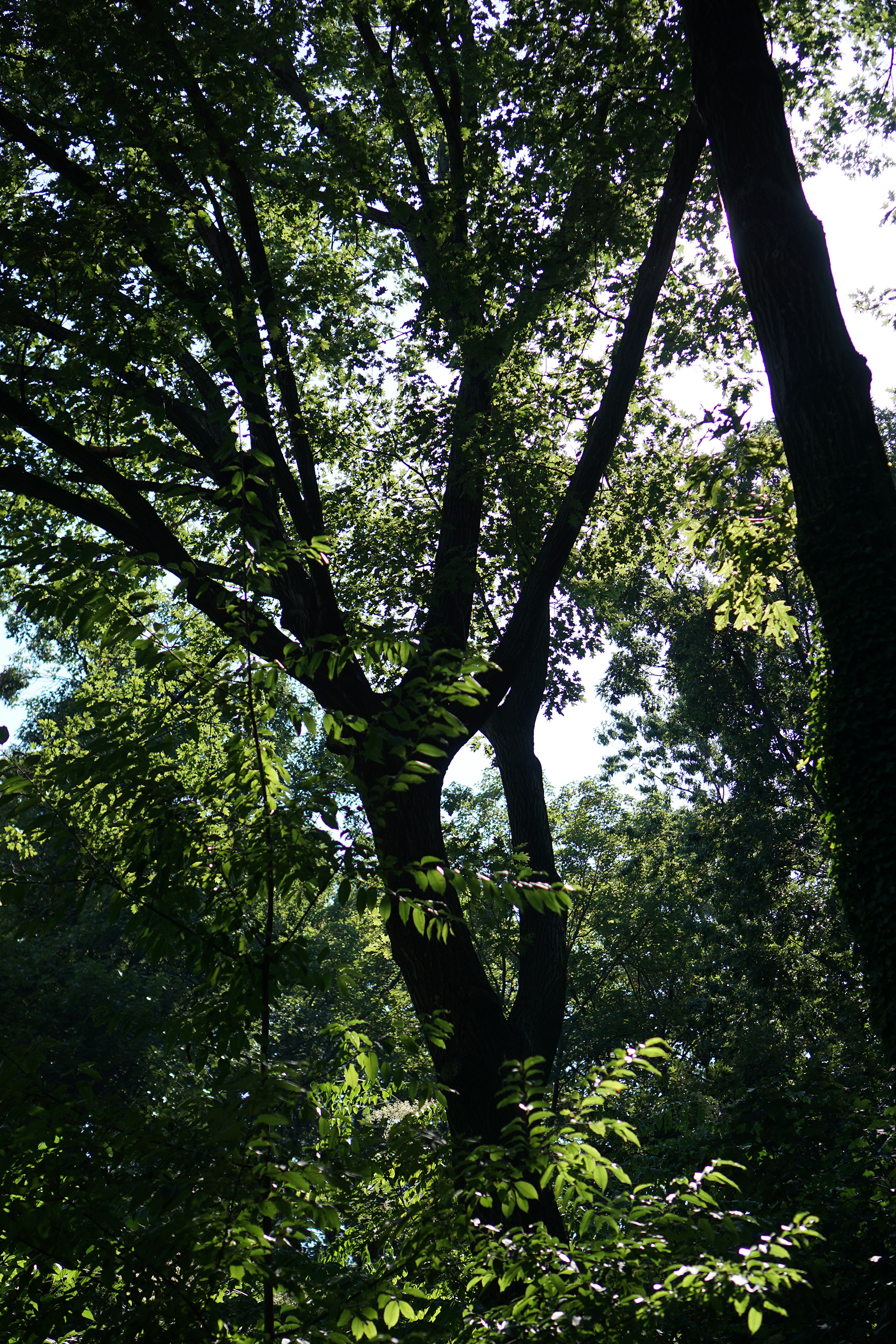 Fort Tryon Park, Washington Heights, New York City / Darker than Green