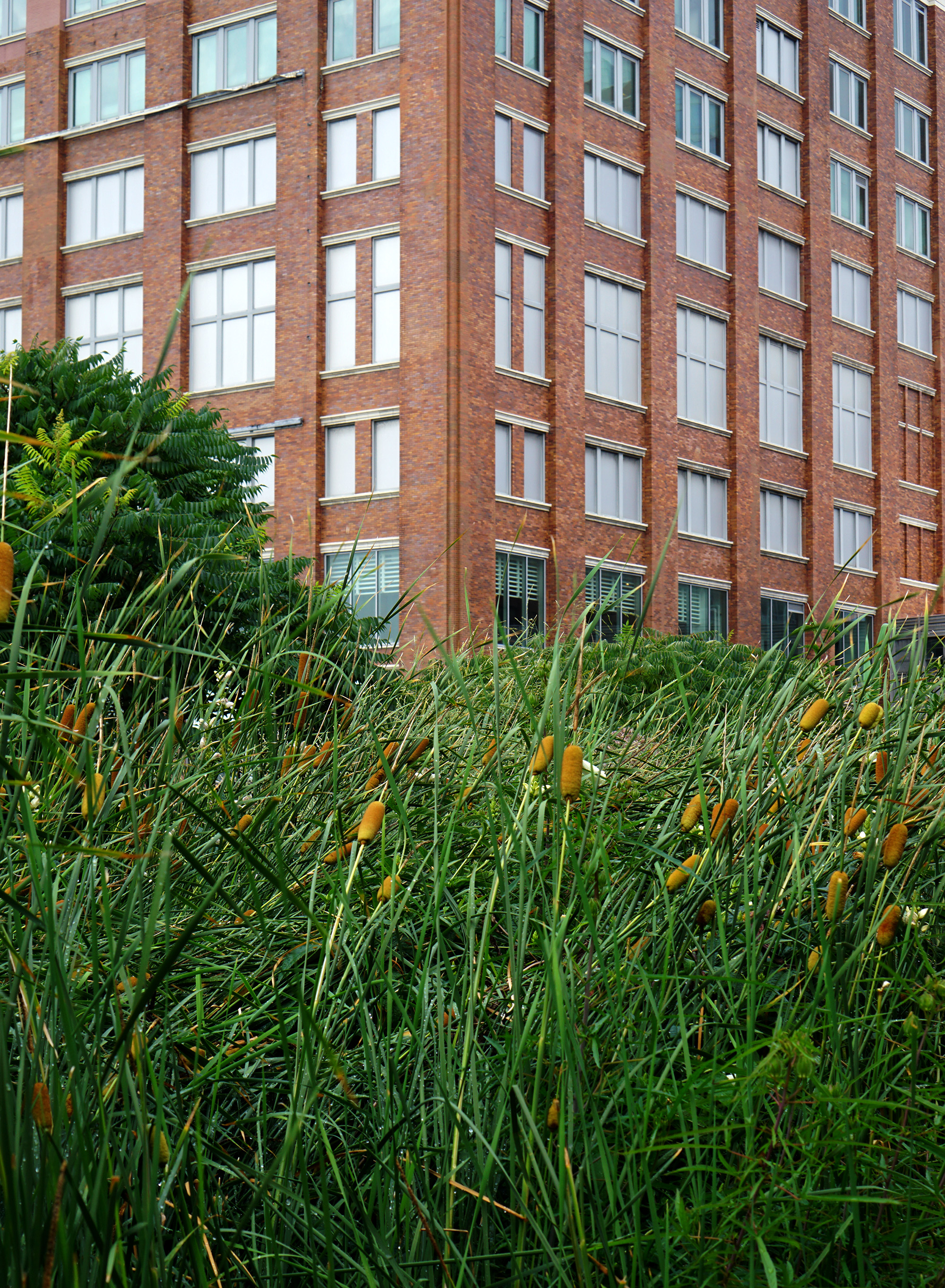 The High Line, New York City / Darker than Green