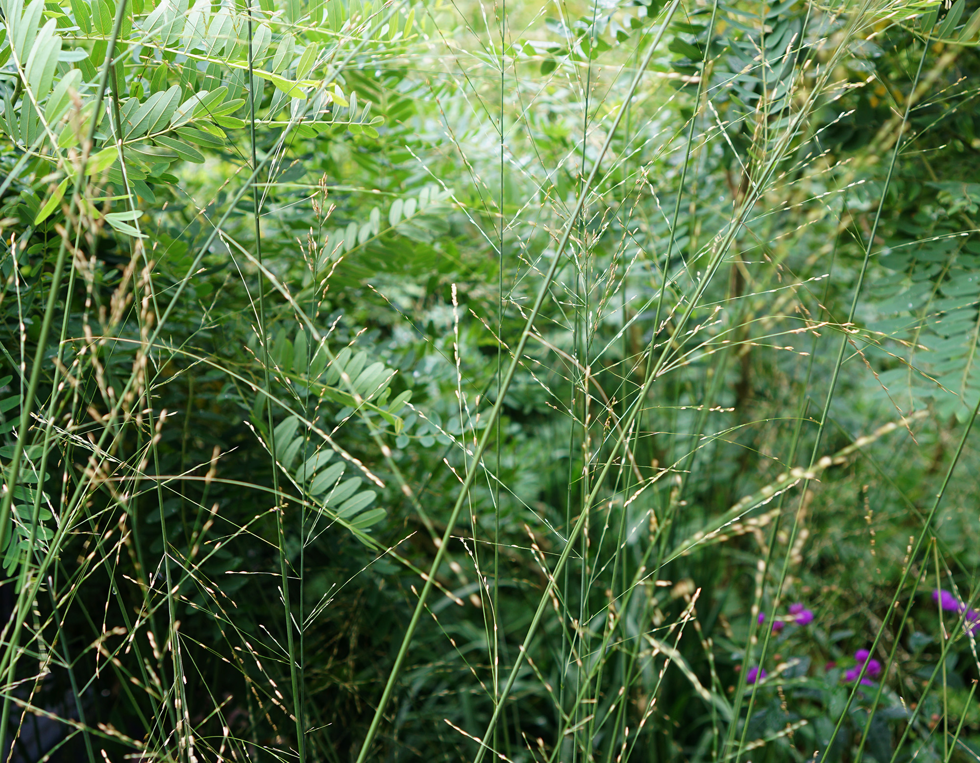 The High Line, New York City / Darker than Green