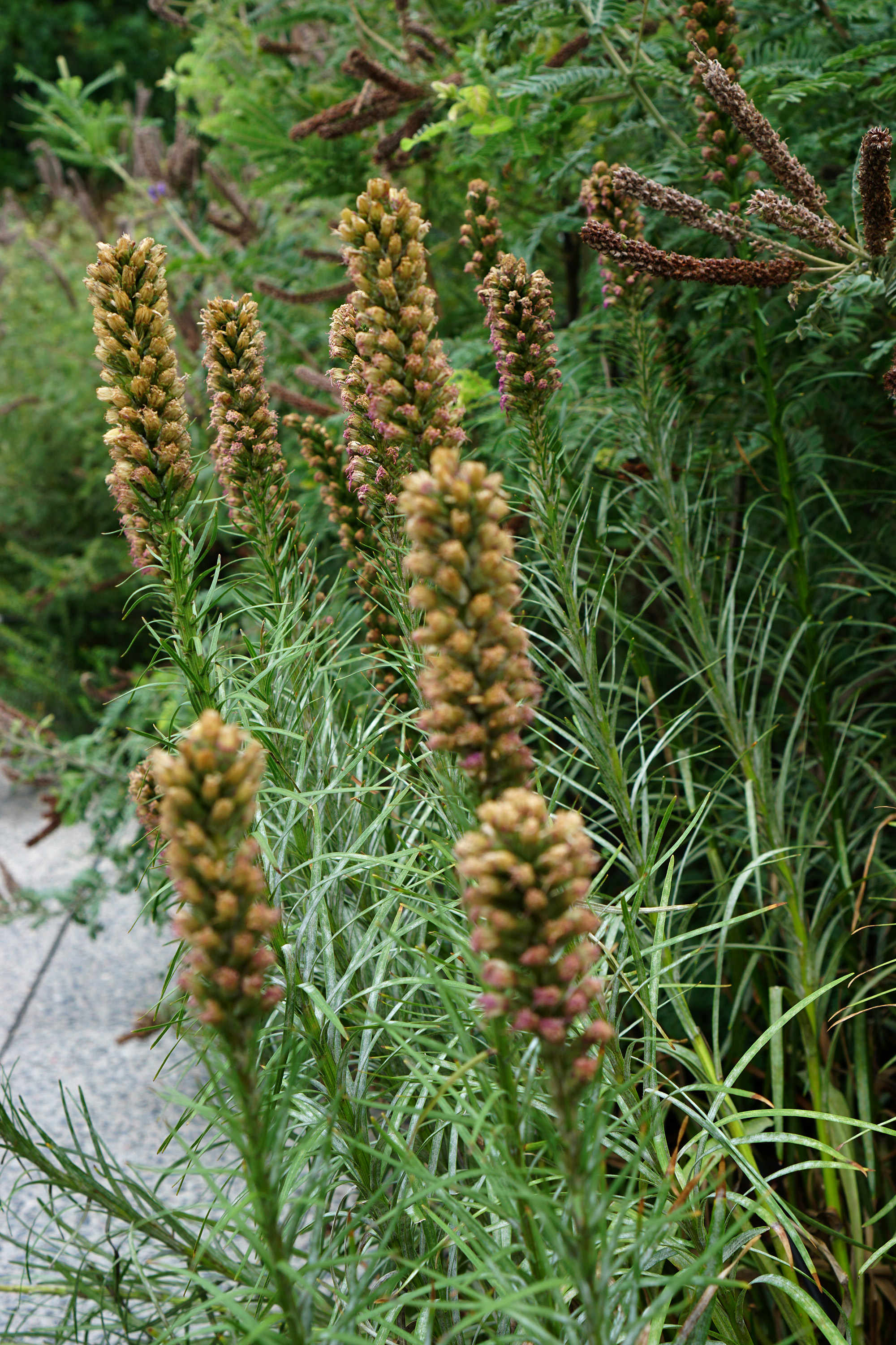 The High Line, New York City / Darker than Green