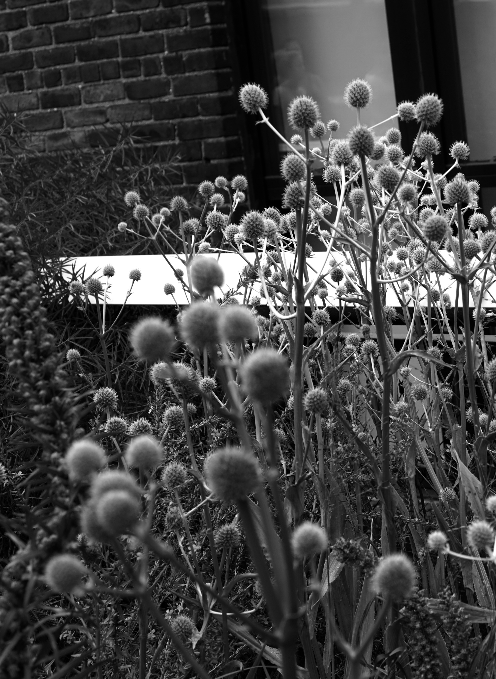 The High Line, New York City / Darker than Green