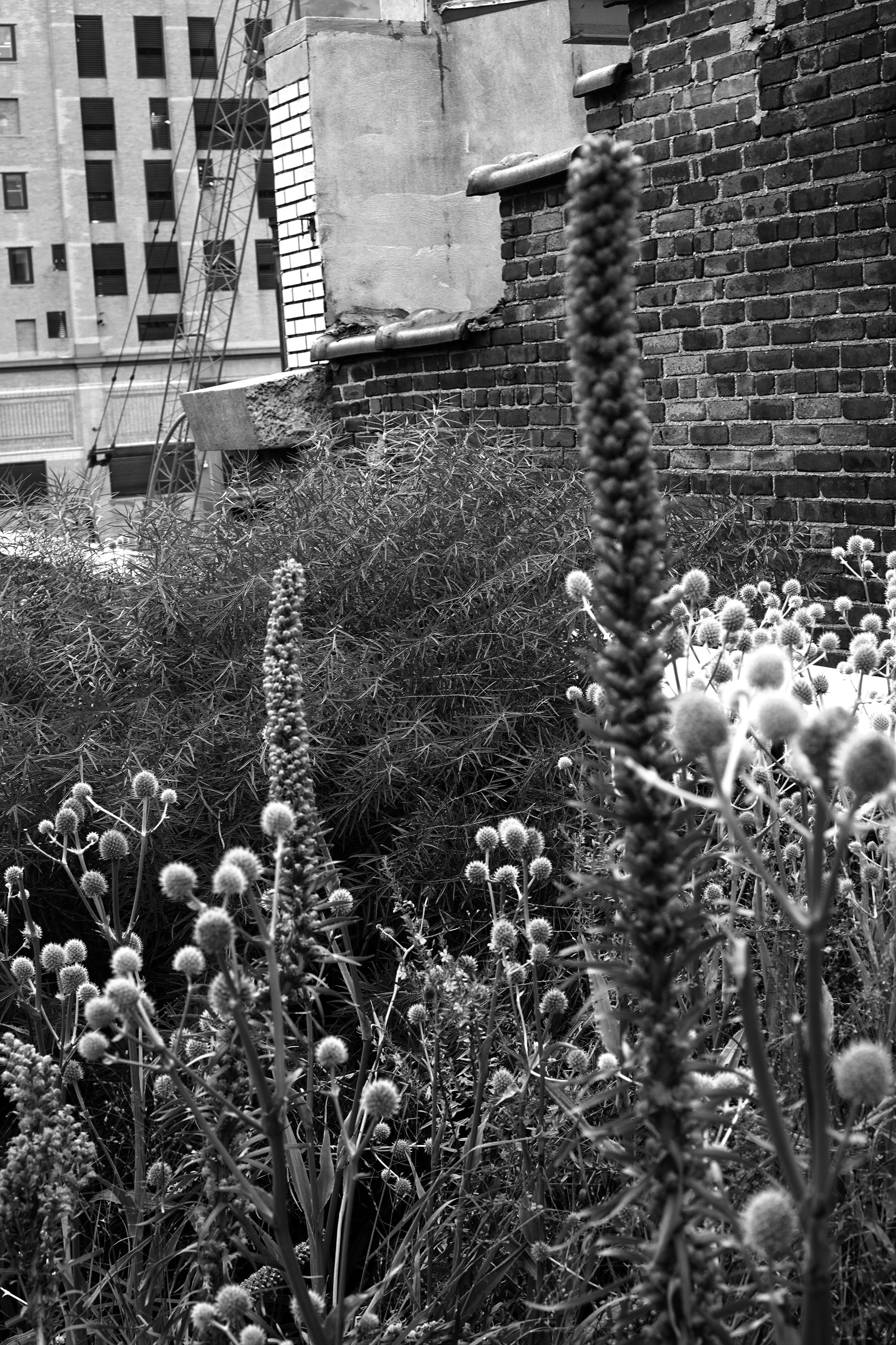 The High Line, New York City / Darker than Green