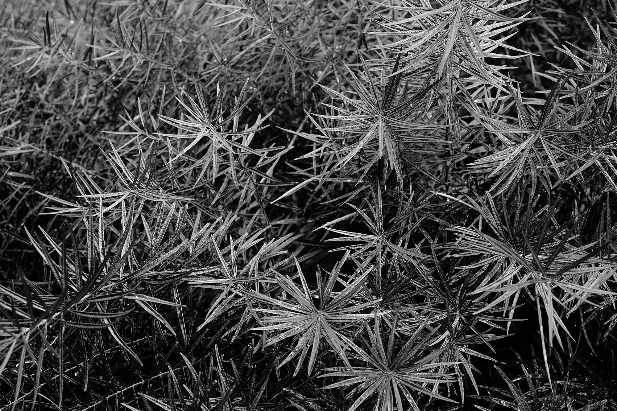 Amsonia on the High Line, New York City / Darker than Green