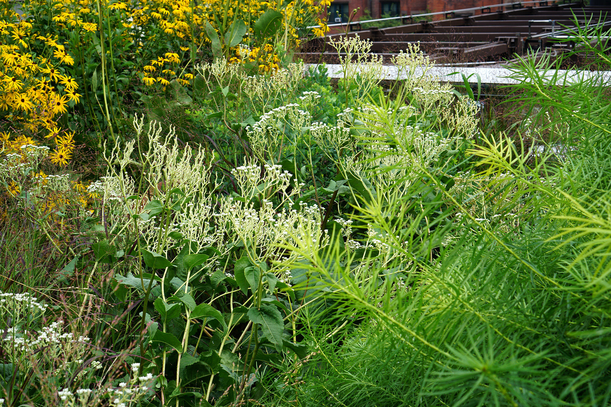 The High Line, New York City / Darker than Green