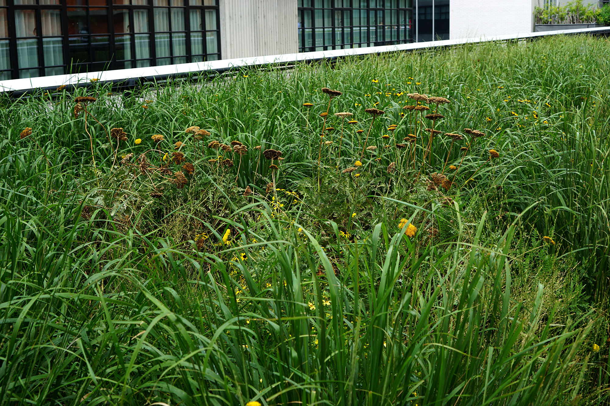 The High Line, New York City / Darker than Green