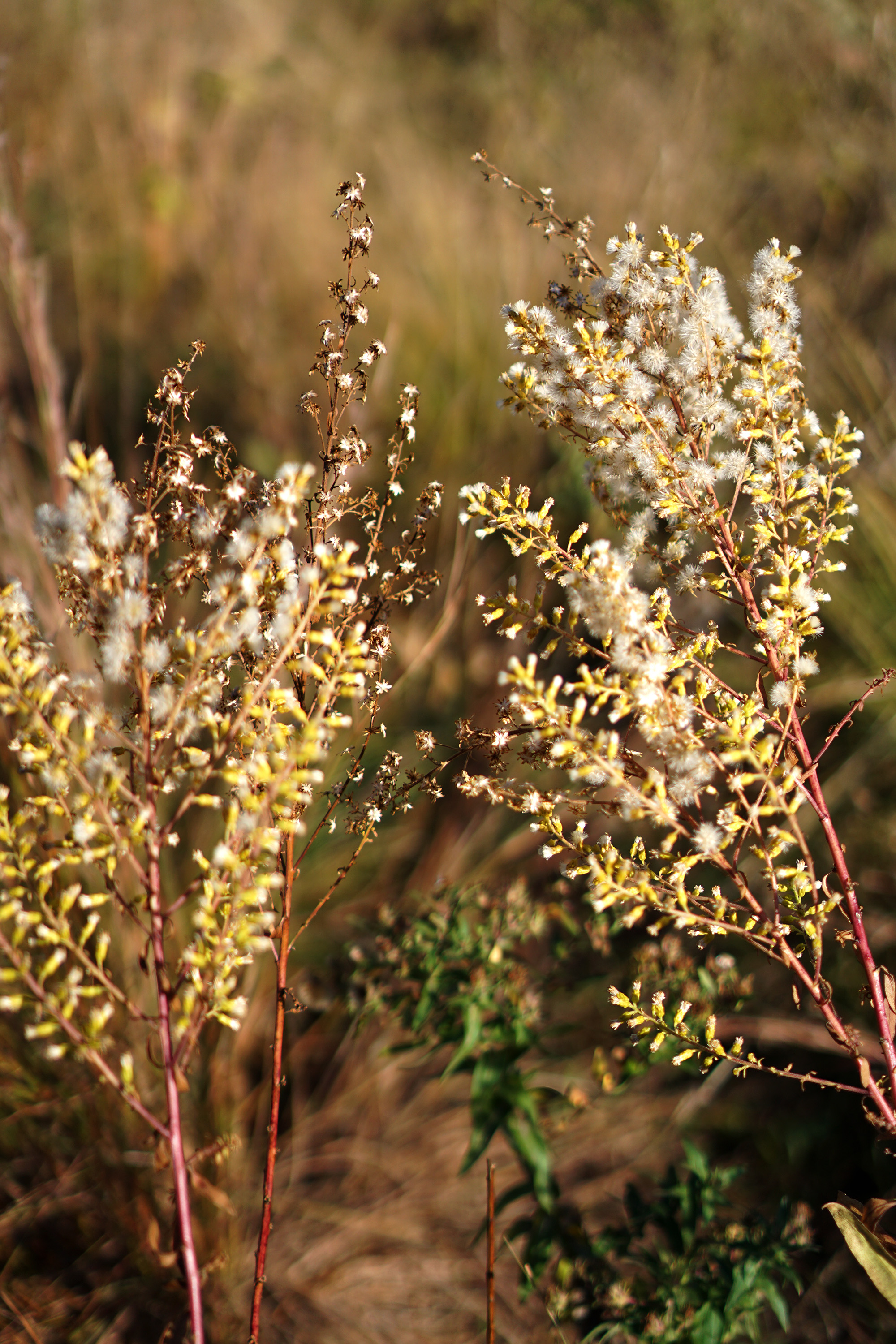 Prairie plants in Humboldt Park, Chicago / Darker than Green