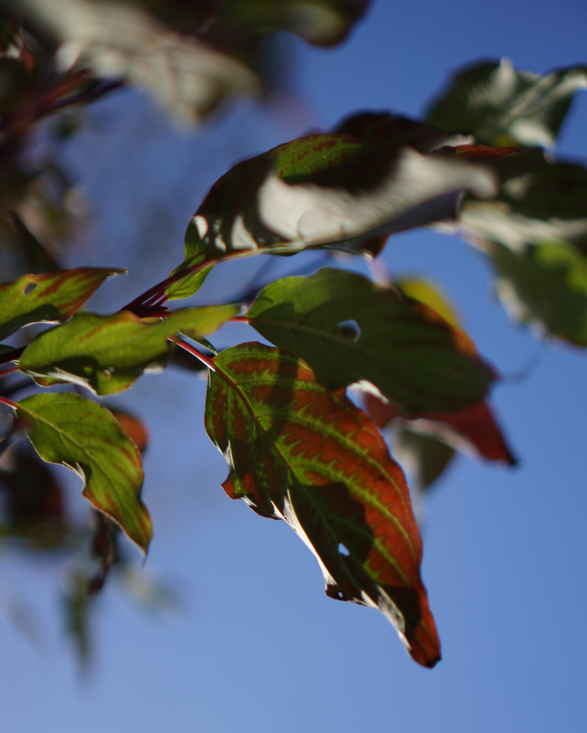 Fall plants in Humboldt Park, Chicago / Darker than Green