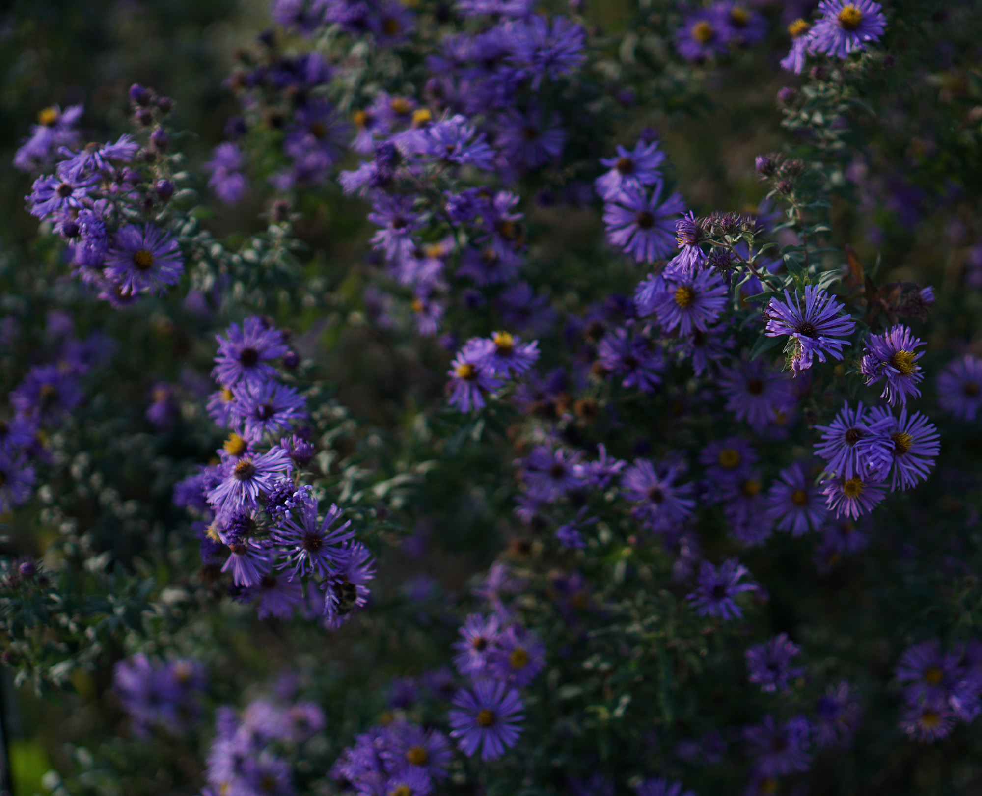 Prairie plants in Humboldt Park, Chicago / Darker than Green