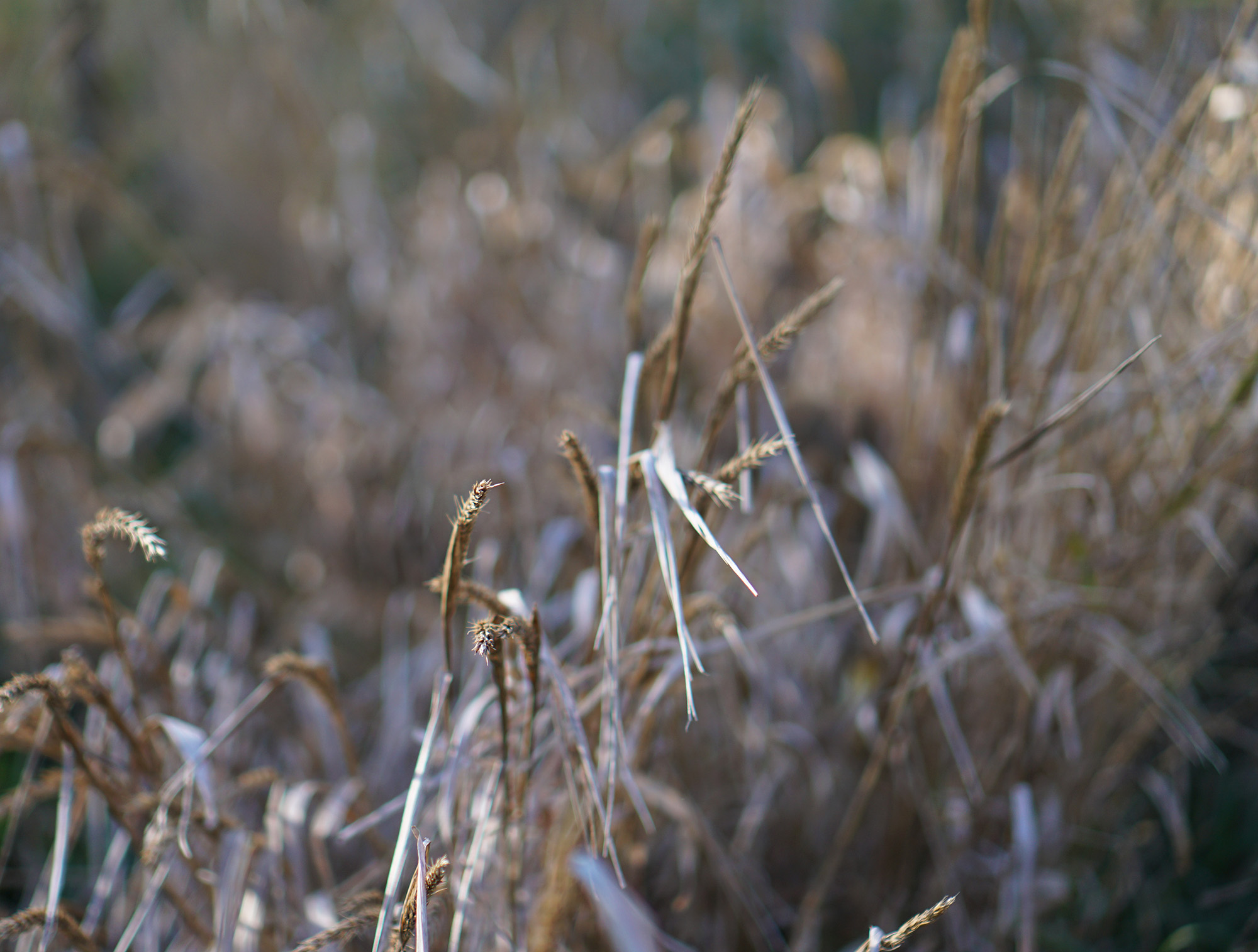 Fall grasses in Humboldt Park, Chicago / Darker than Green