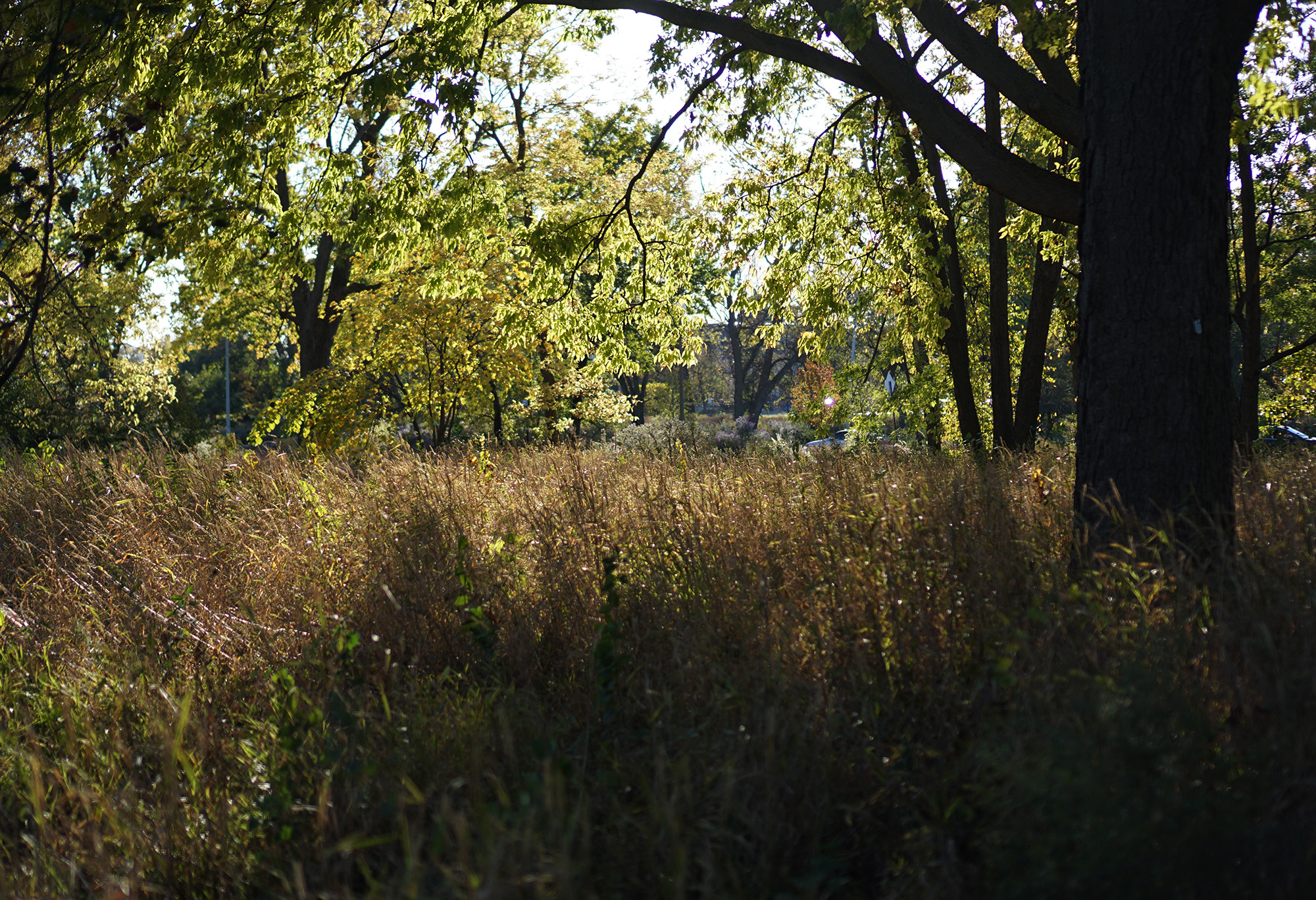 Fall in Humboldt Park, Chicago / Darker than Green