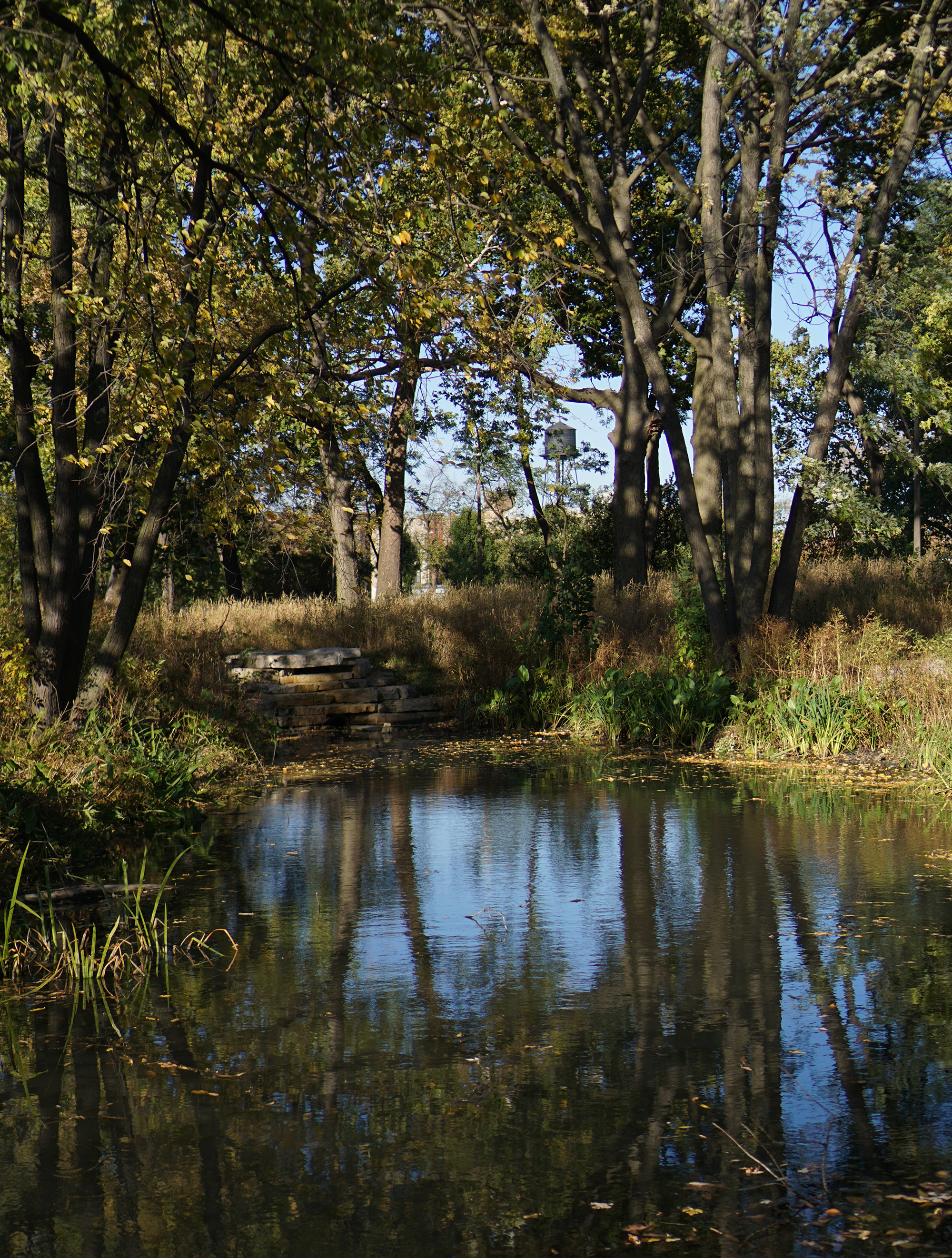 Fall in Humboldt Park, Chicago / Darker than Green