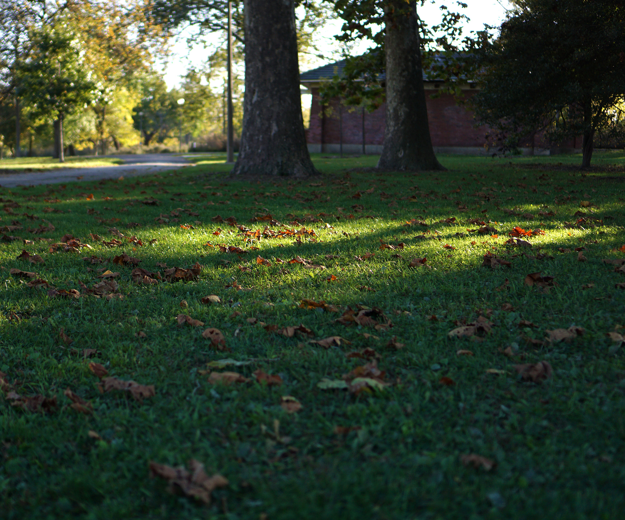 Fallen leaves in fall in Humboldt Park, Chicago / Darker than Green