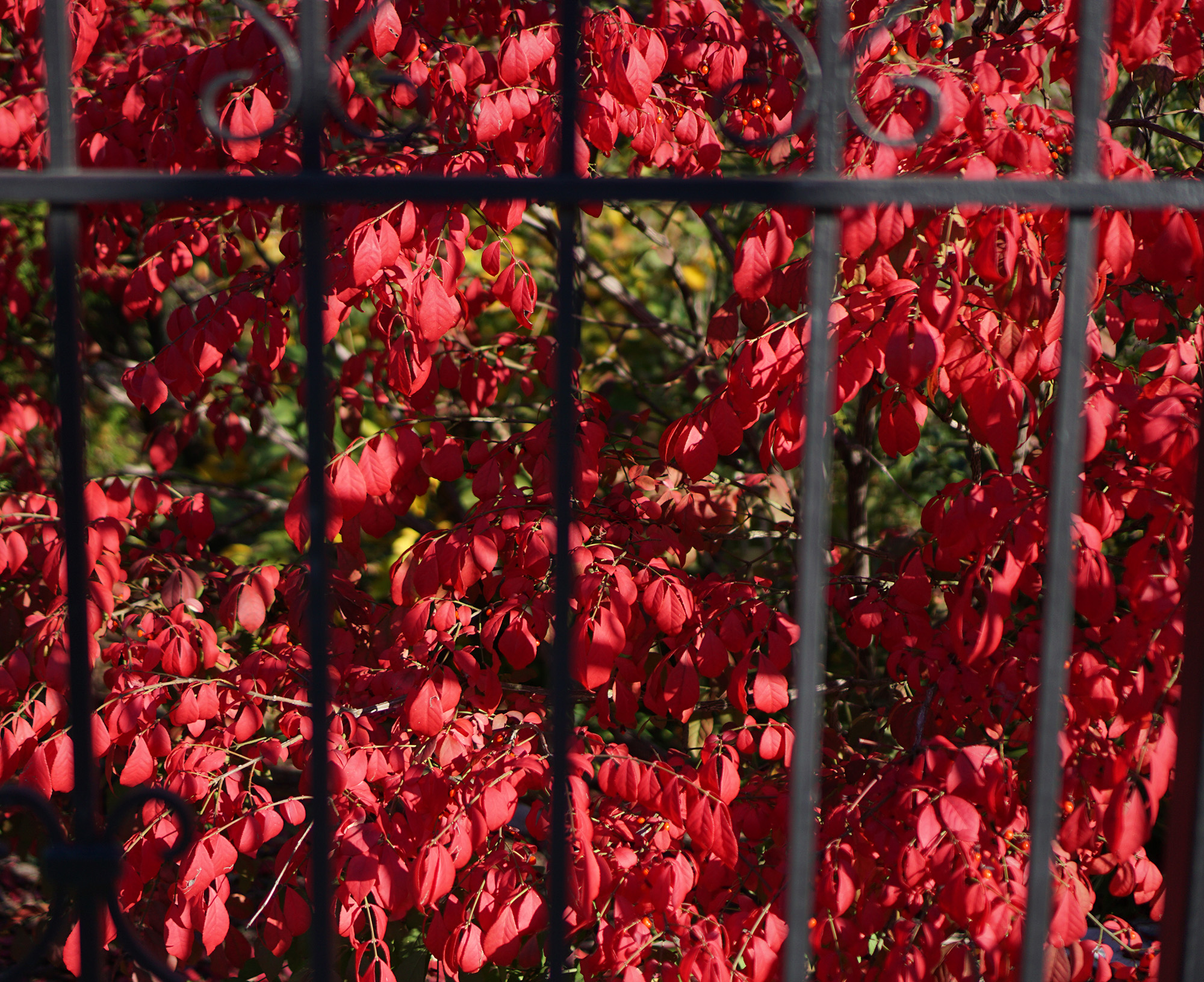 Burning bush in fall / Darker than Green