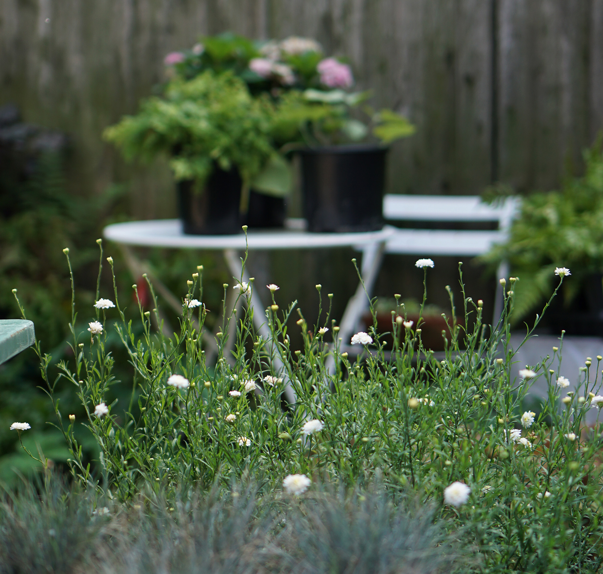 GRDN in Boerum Hill, Brooklyn, New York / Darker than Green