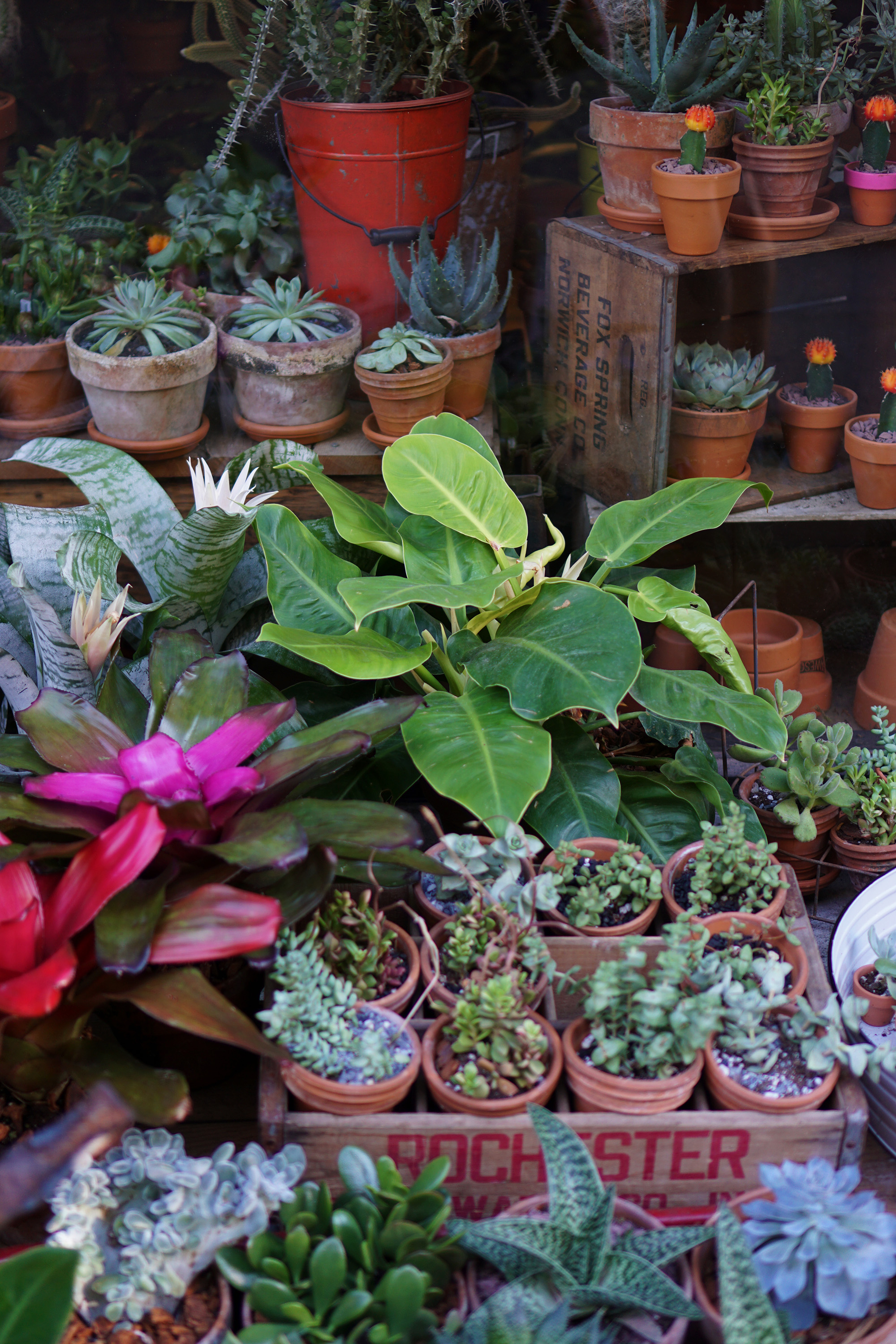 Green Fingers on Rivingston St, New York / Darker than Green