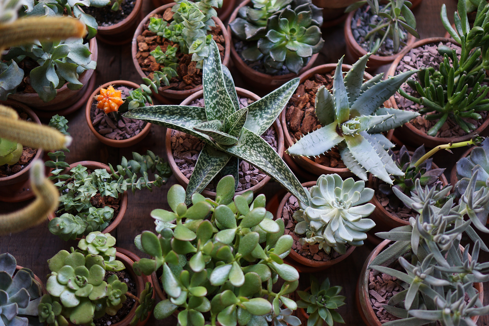 Green Fingers on Rivingston St, New York / Darker than Green