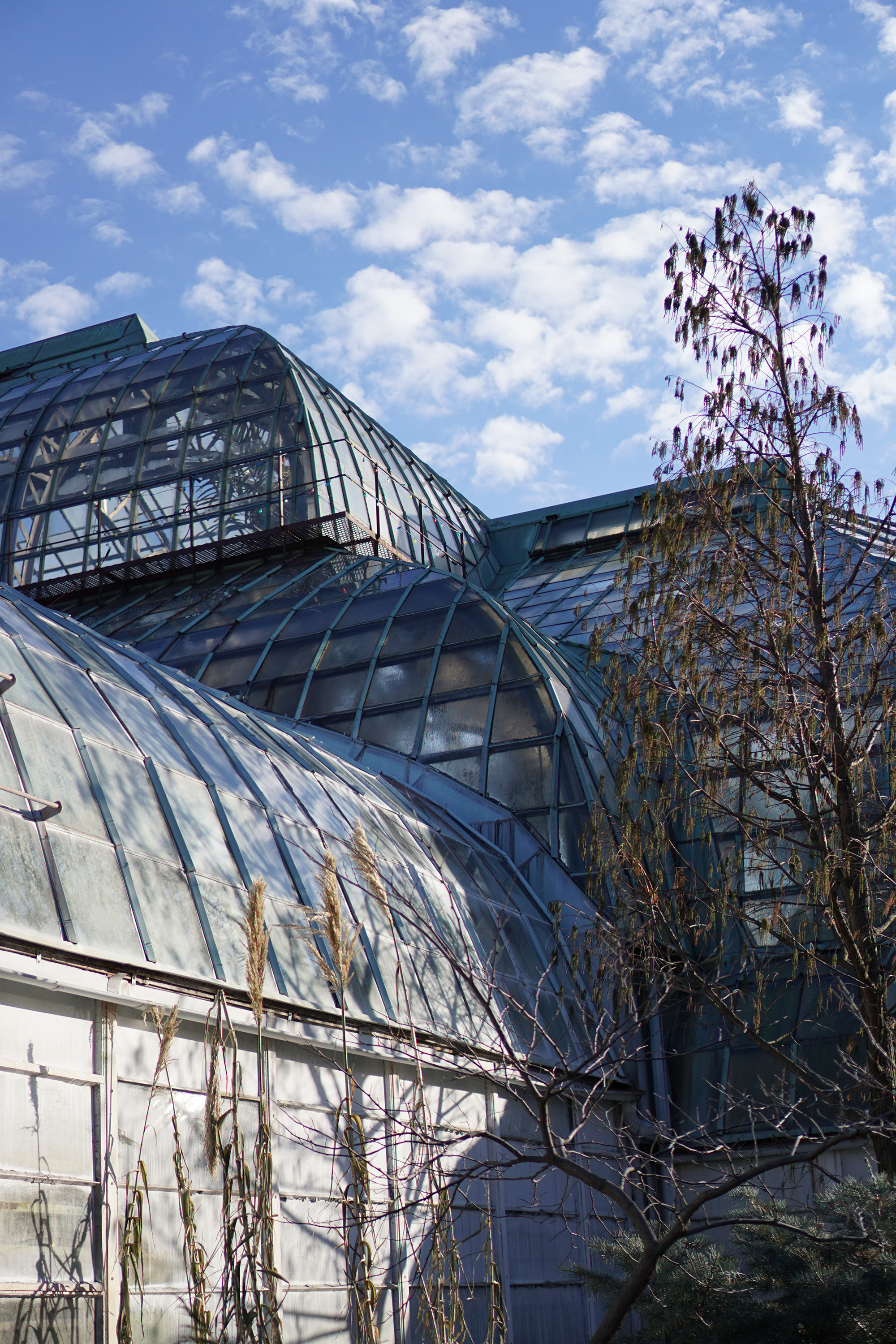 Lincoln Park Conservatory, Chicago / Darker than Green