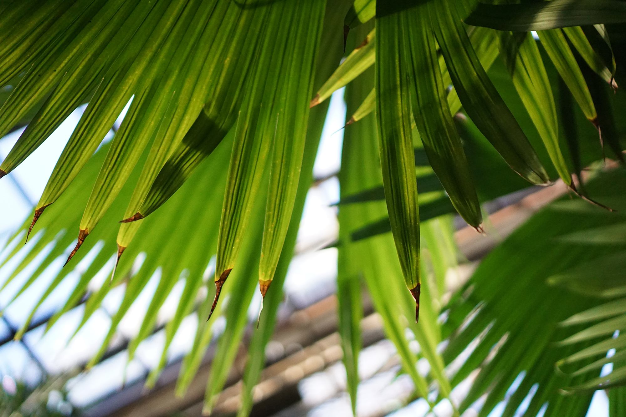 Palms in the Lincoln Park Conservatory, Chicago / Darker than Green