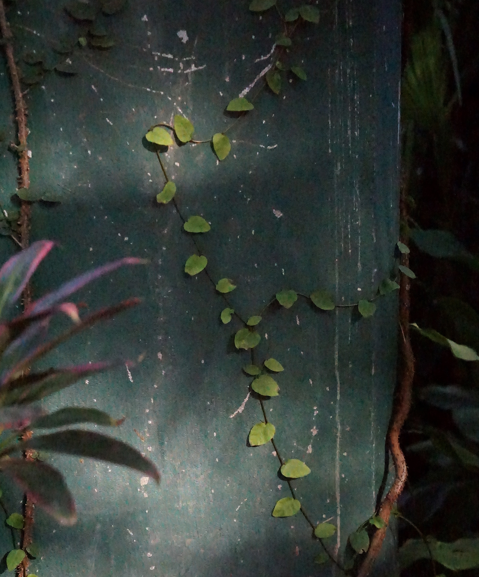 Vines in the Lincoln Park Conservatory, Chicago / Darker than Green